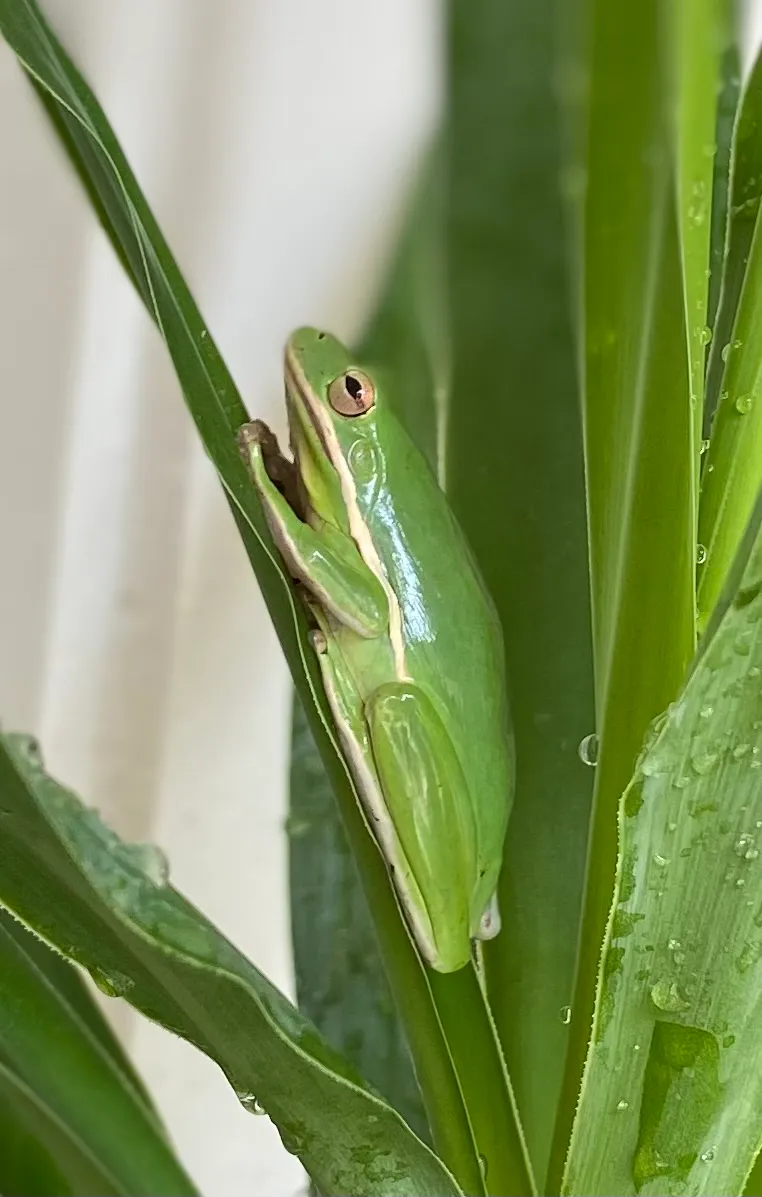 Little Buddy