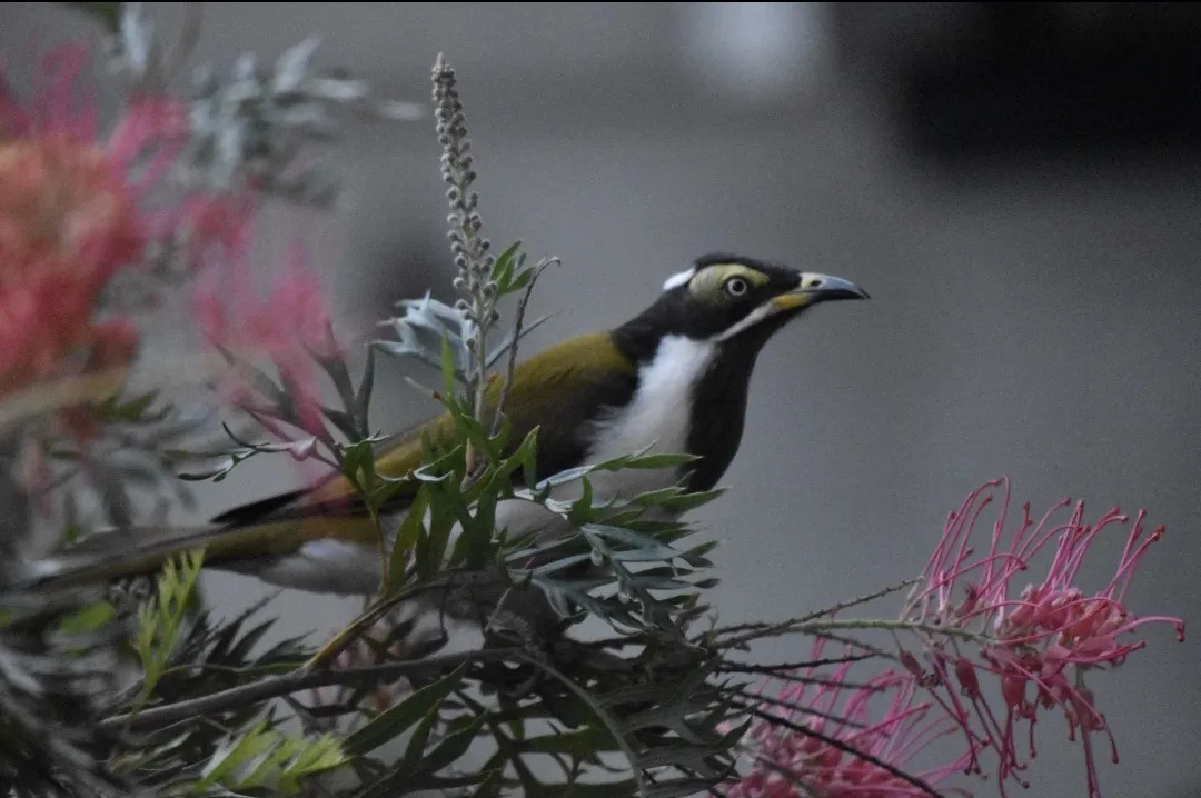 Bird life