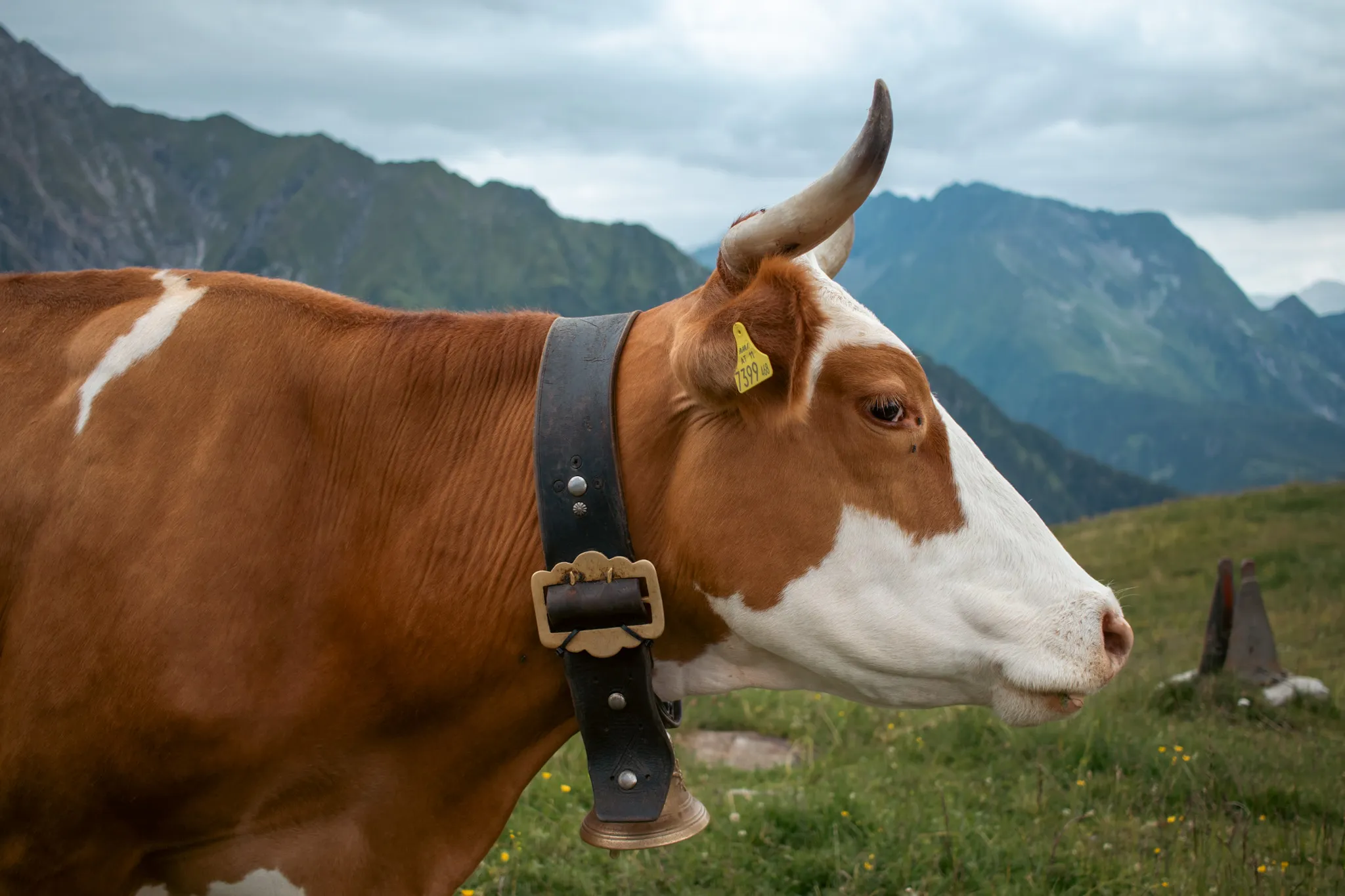 Austrian Cow