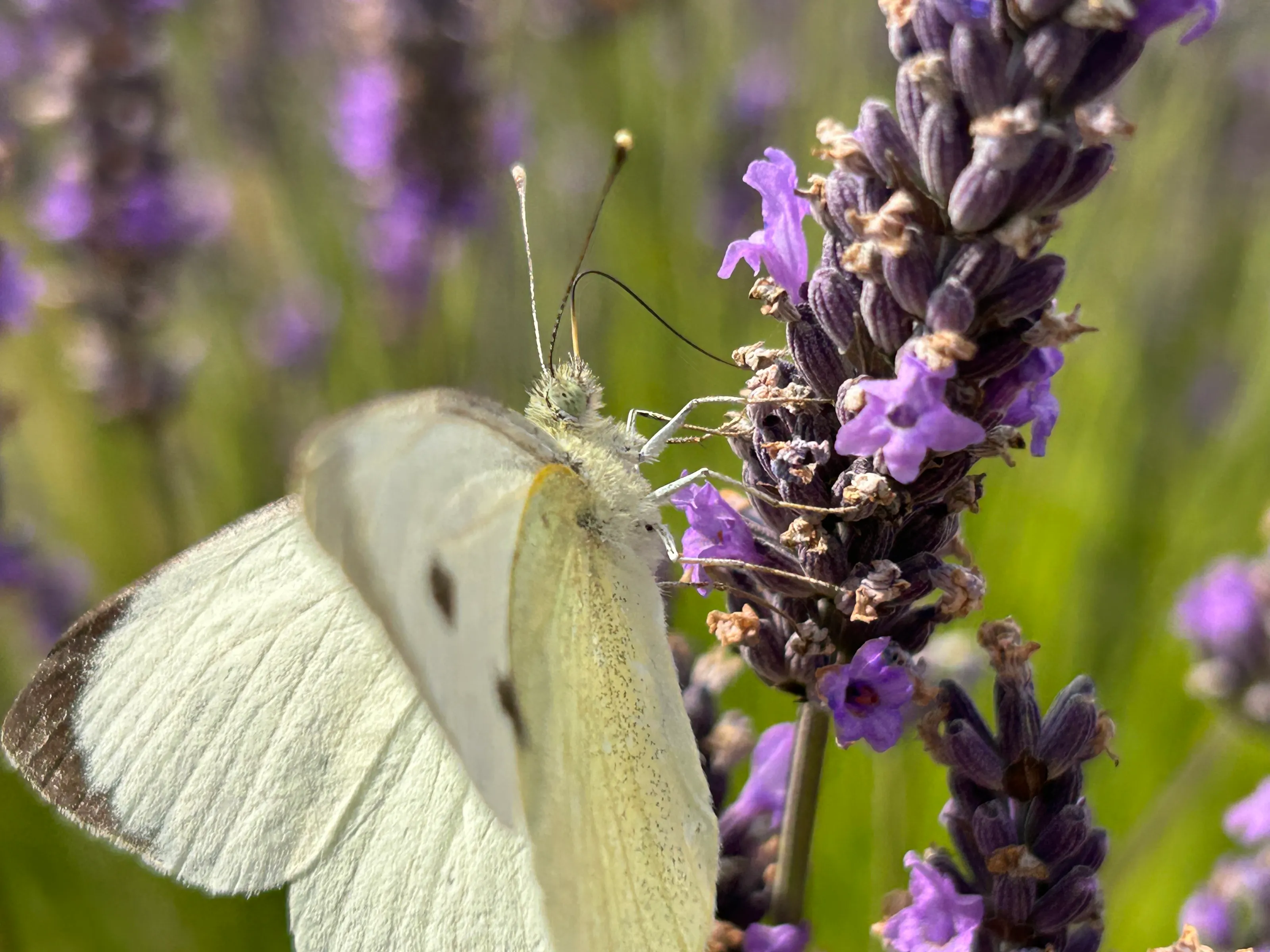 Lavender butterfly
