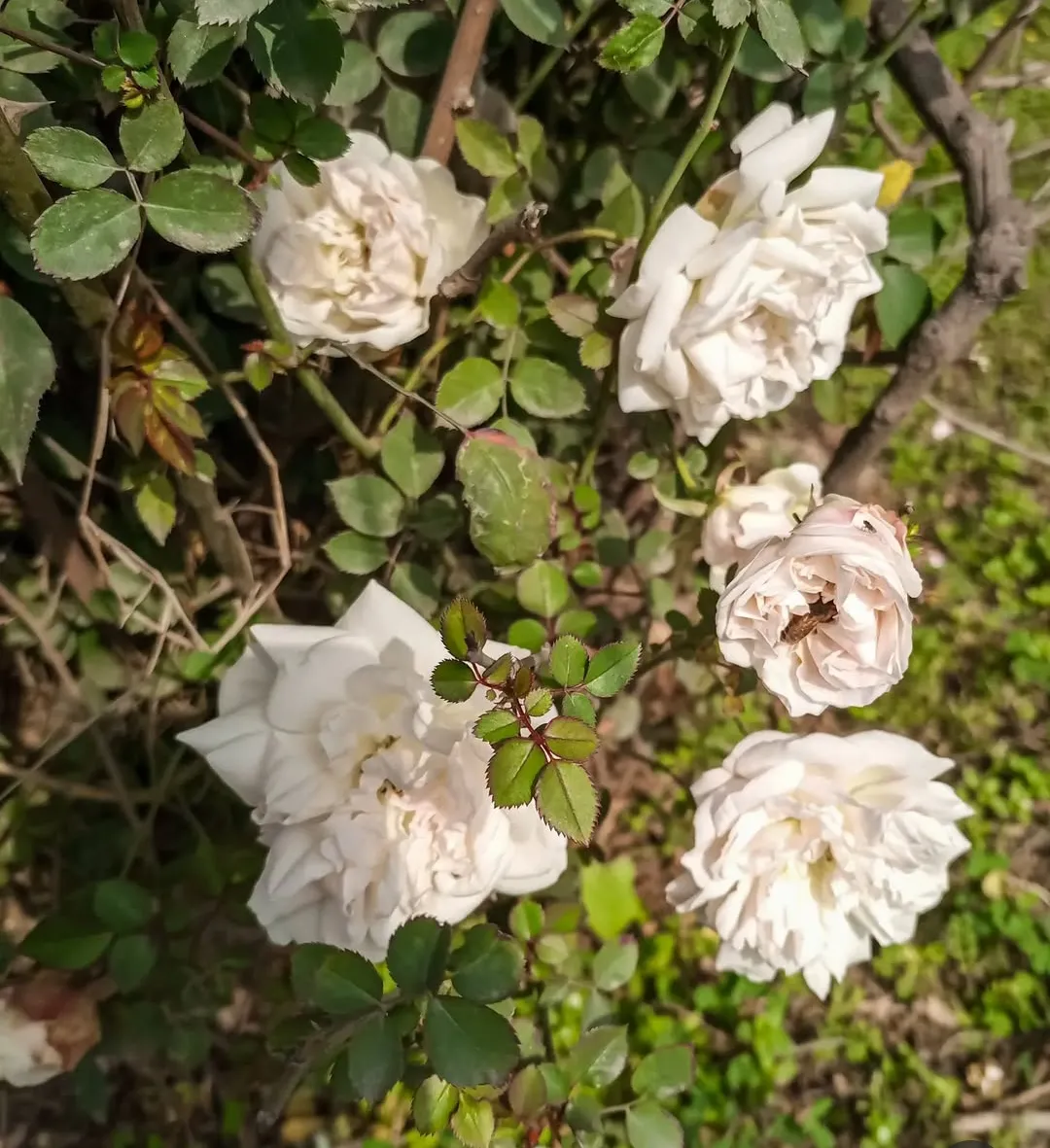 White Roses