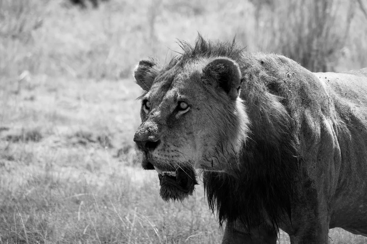 Predator in Focus