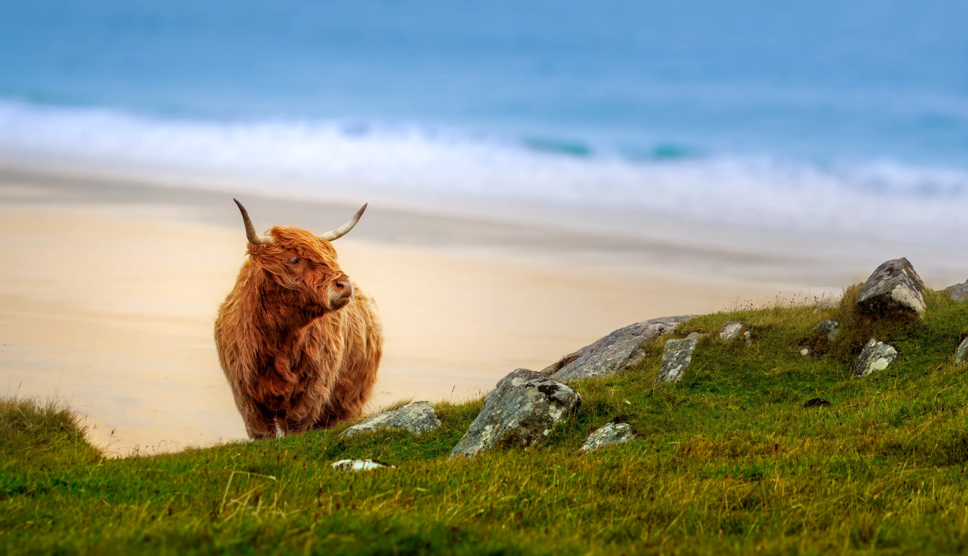 Highland Cow on Luskentyre Beach in Scotland