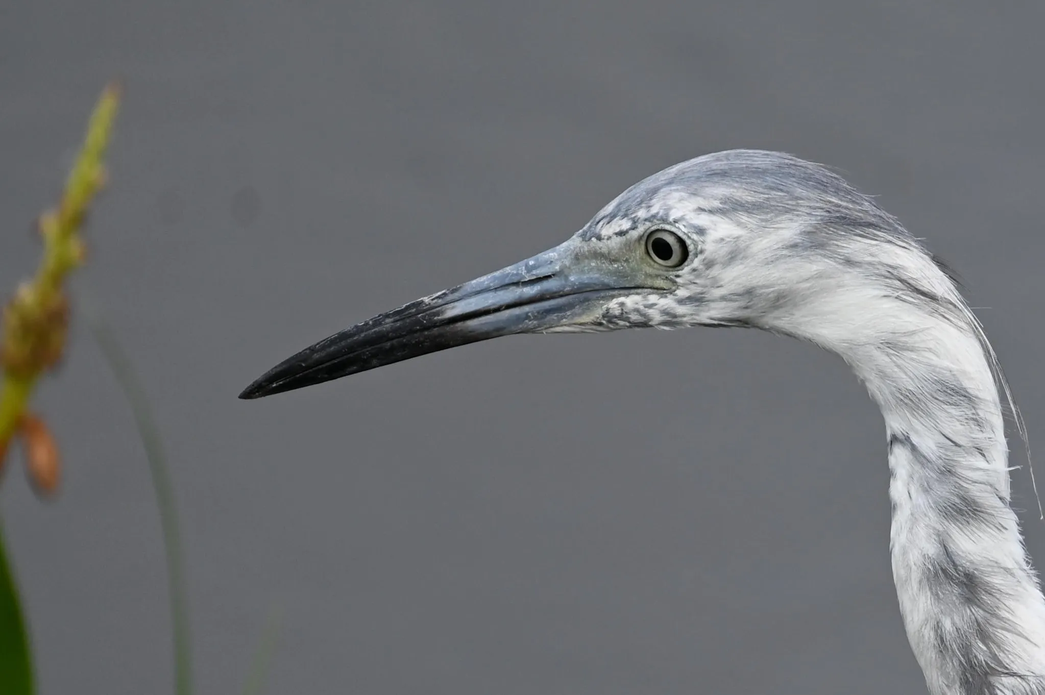 LITTLE HERON EYEING BREAKFAST