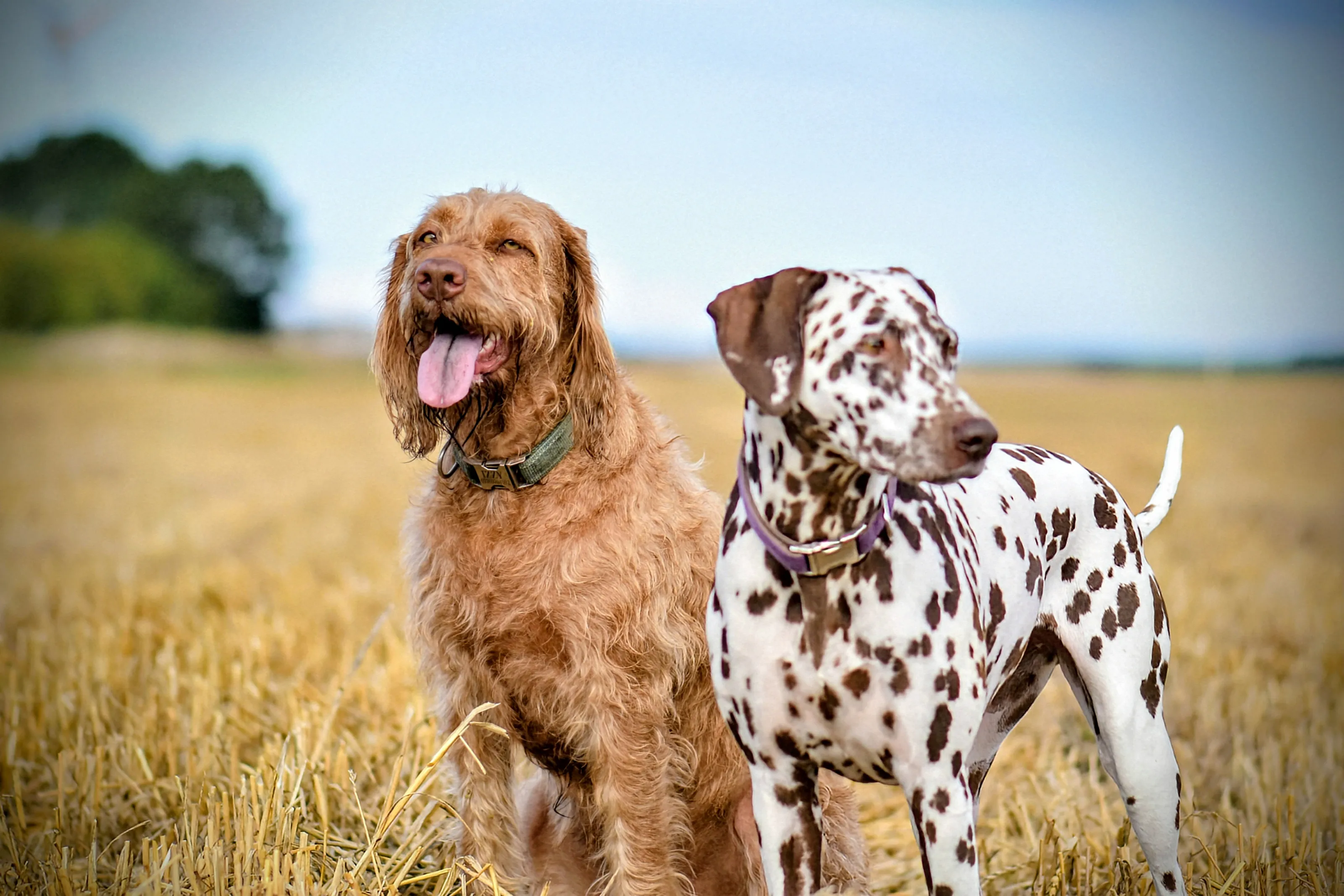 Enjoying their walk