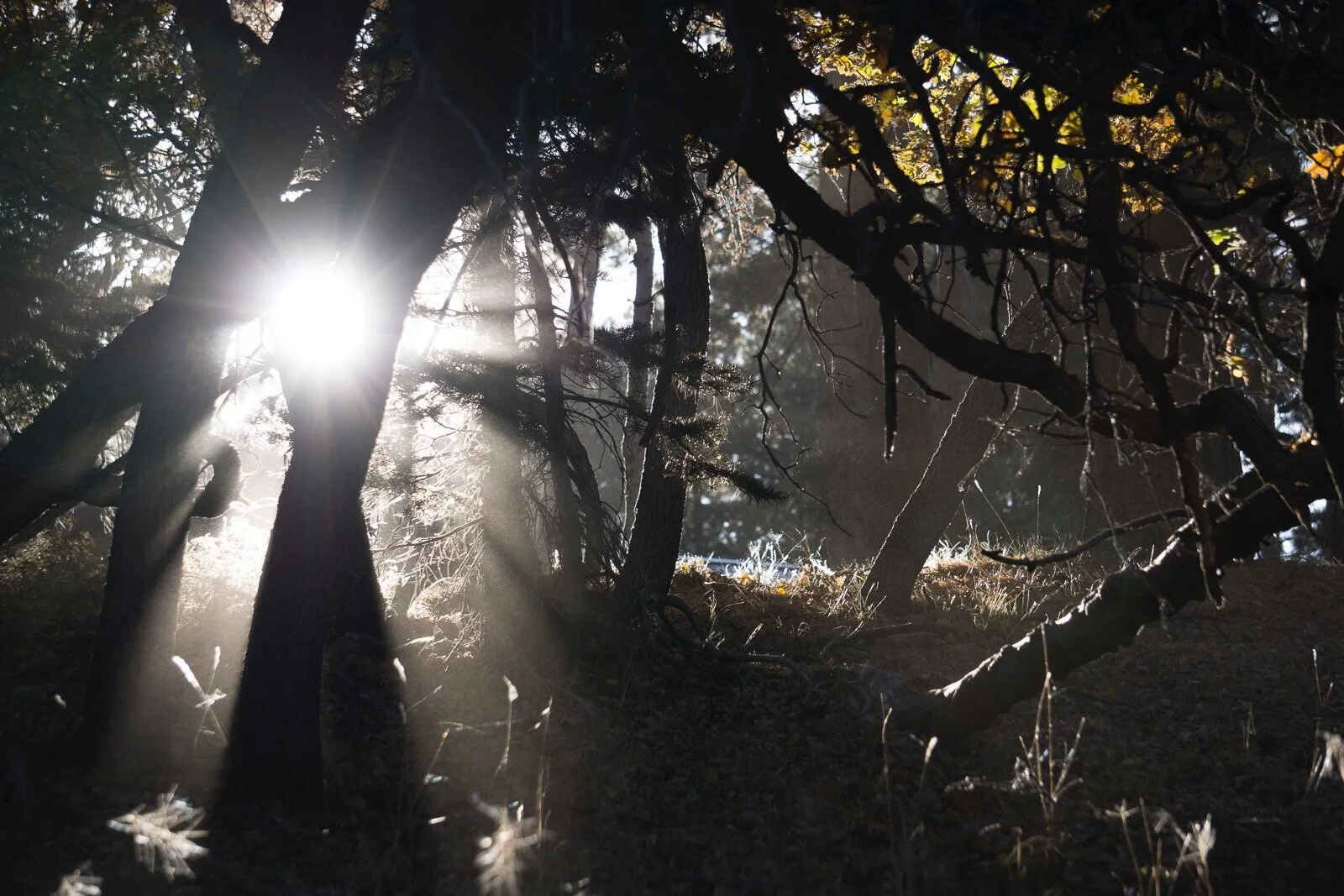 Light in the trees