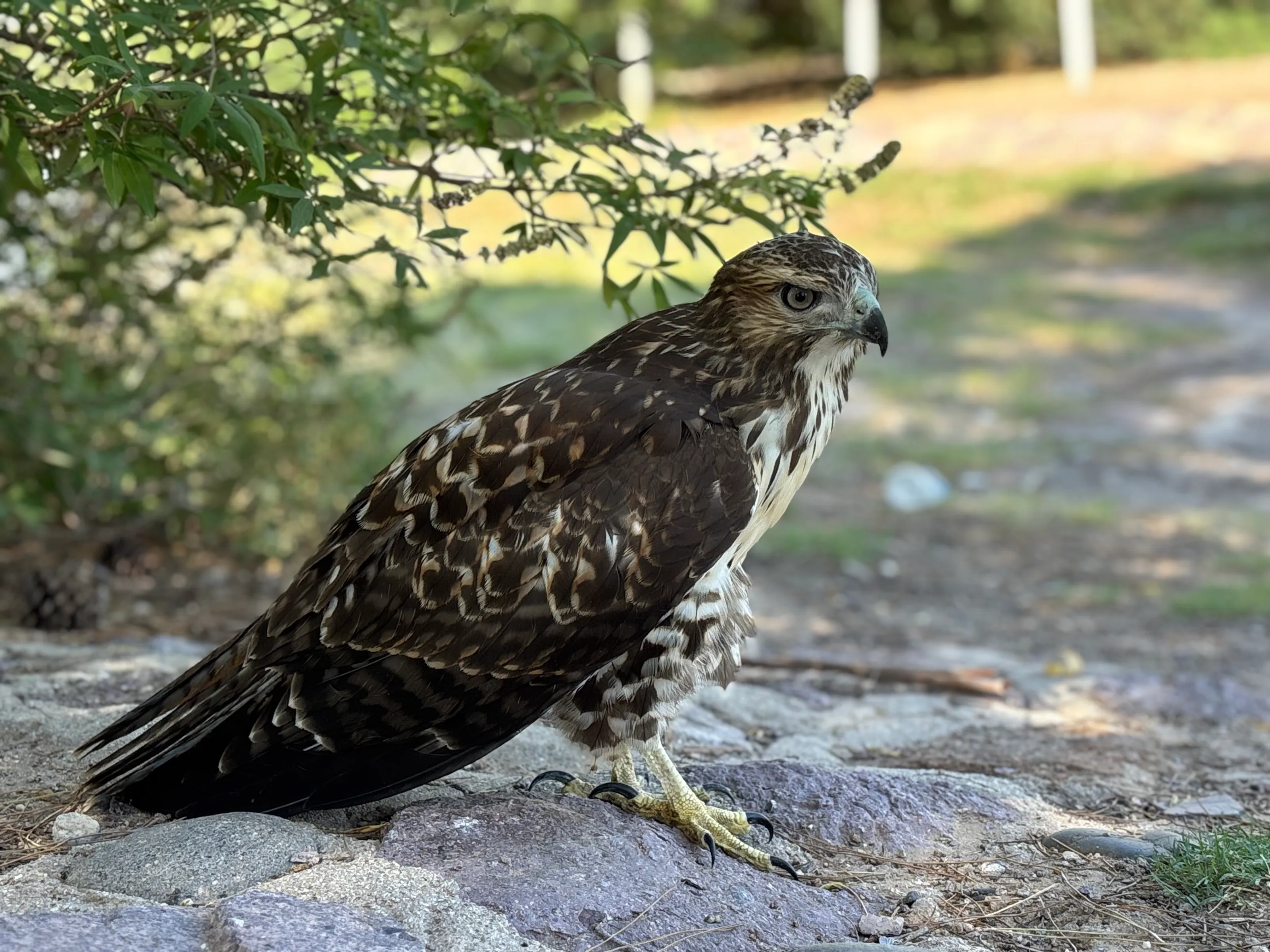 Beautiful wild Red-Tailed Hawk
