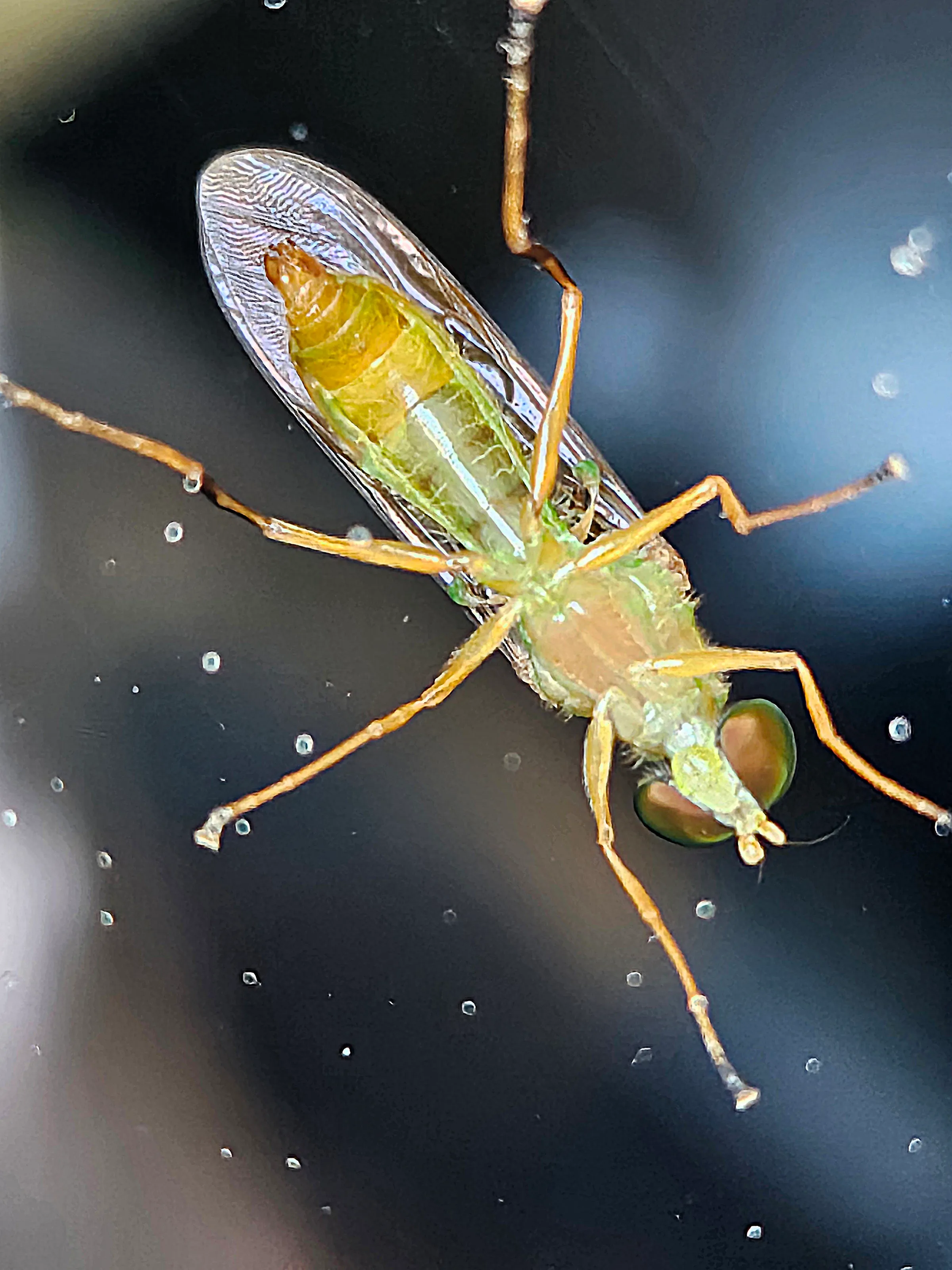 Firefly