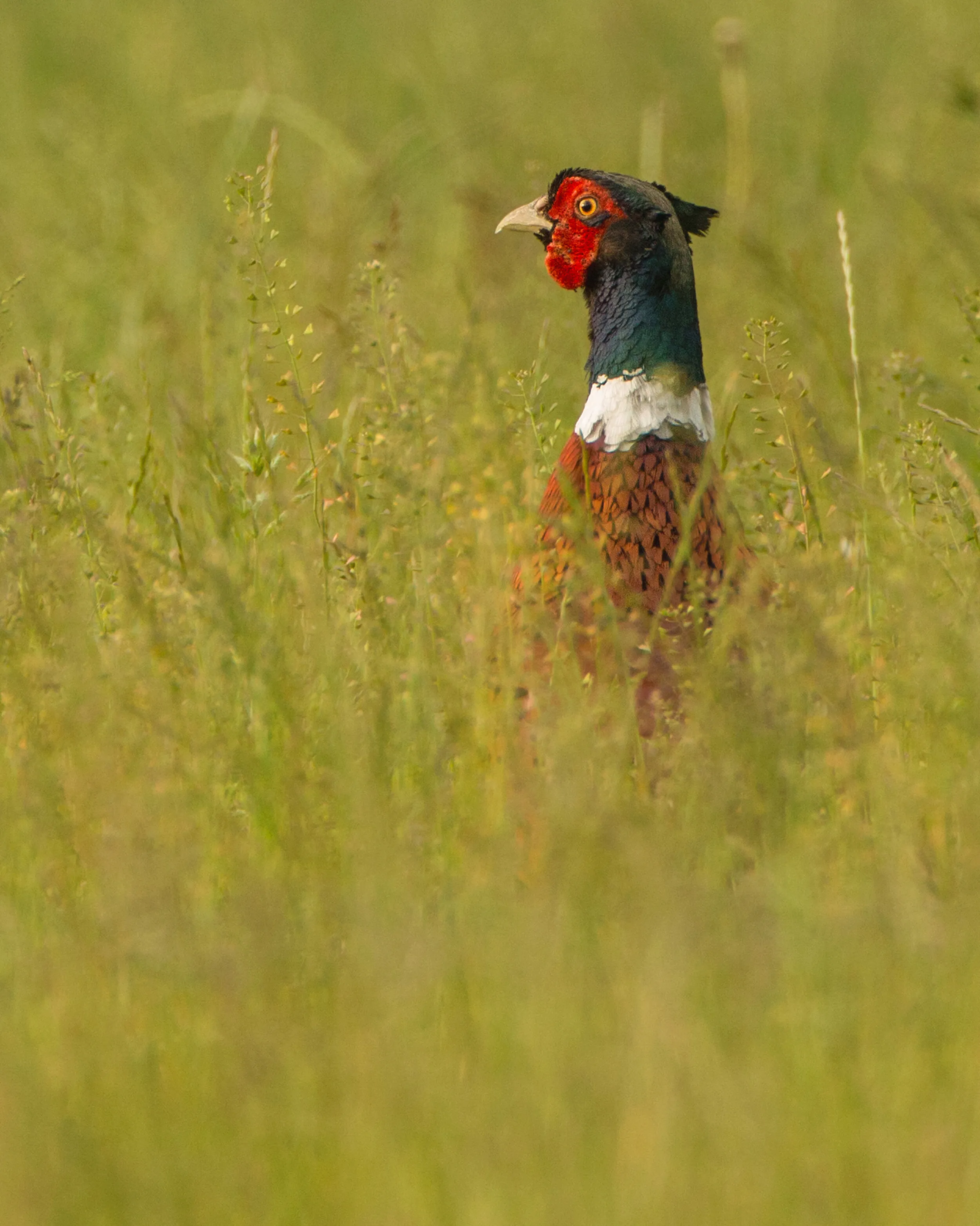 COCK PHEASANT