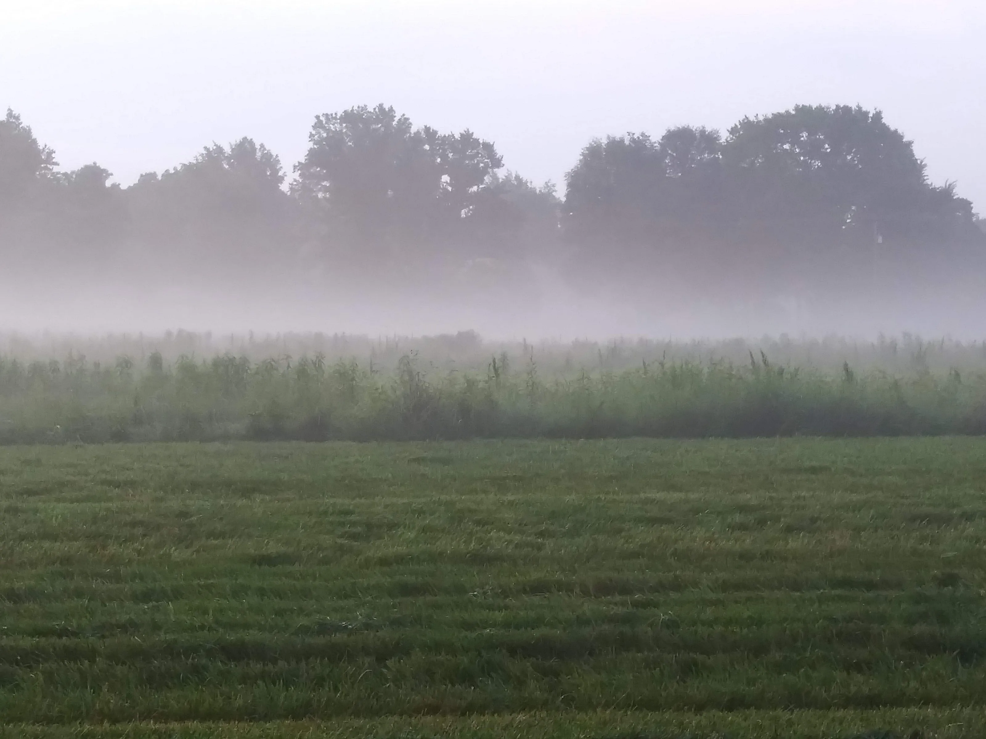 Under The Fog