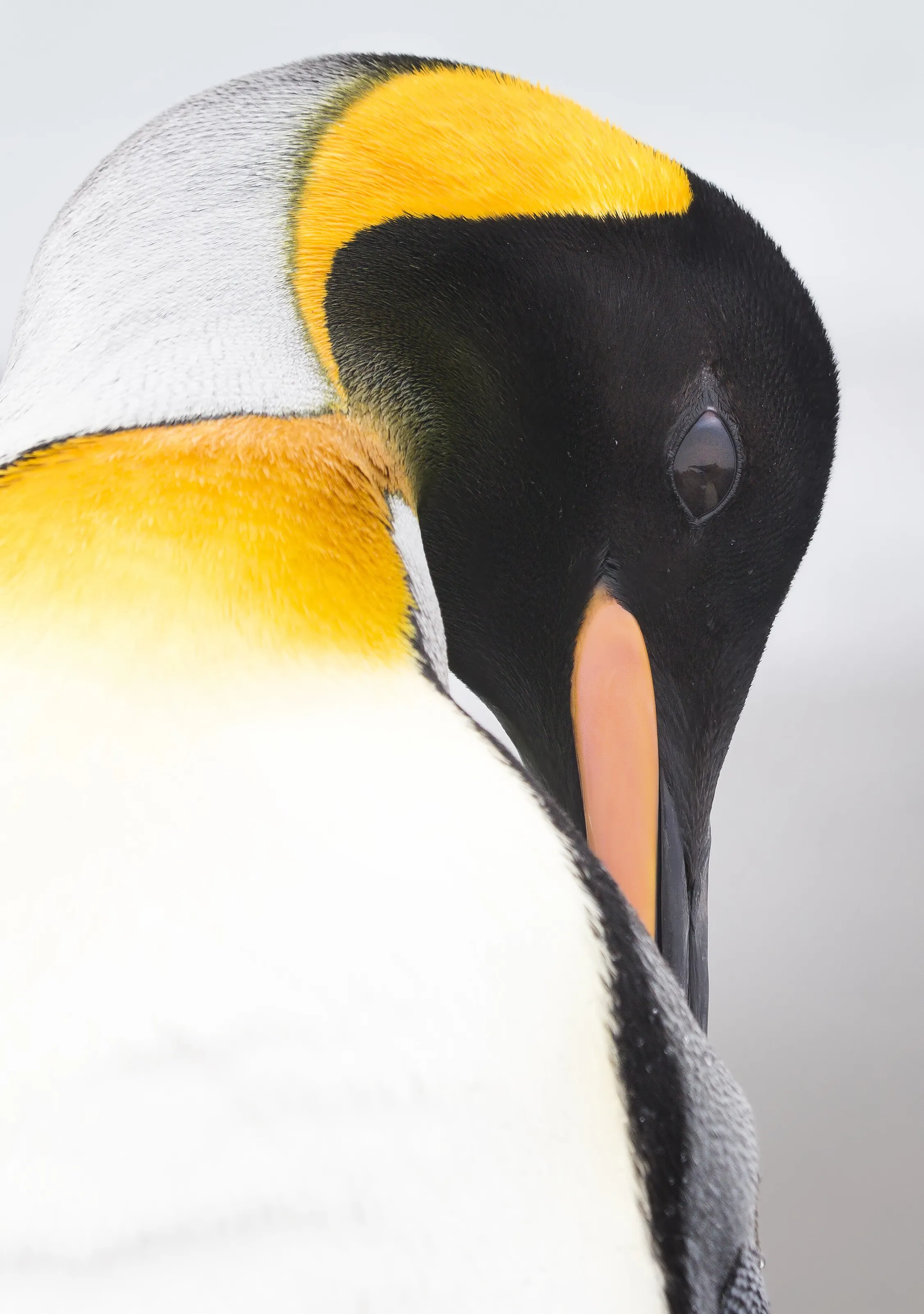 King Penguin Preening