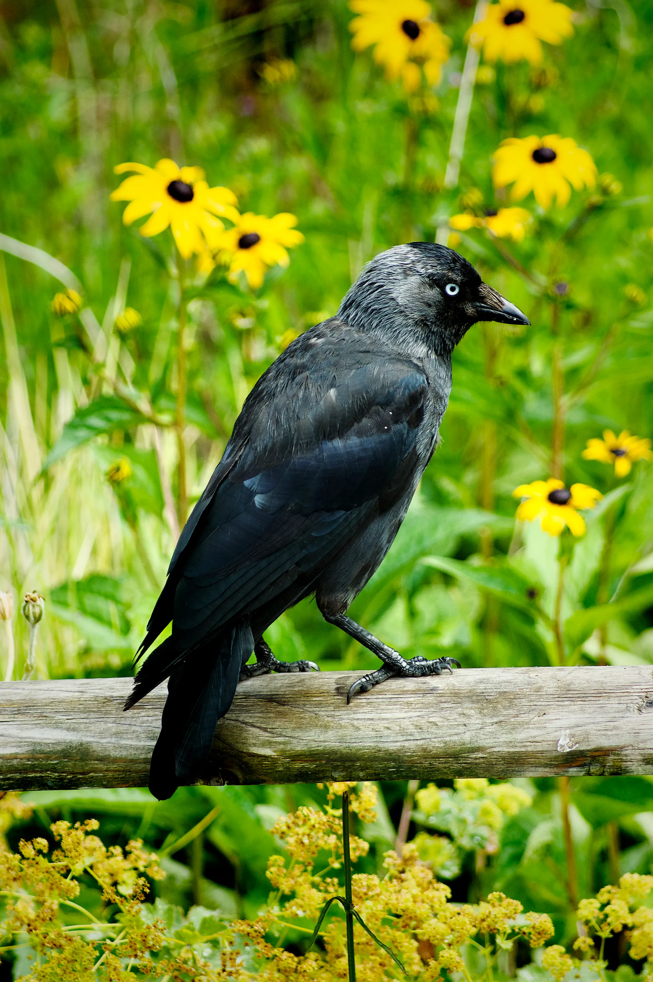 Crow among the flowers
