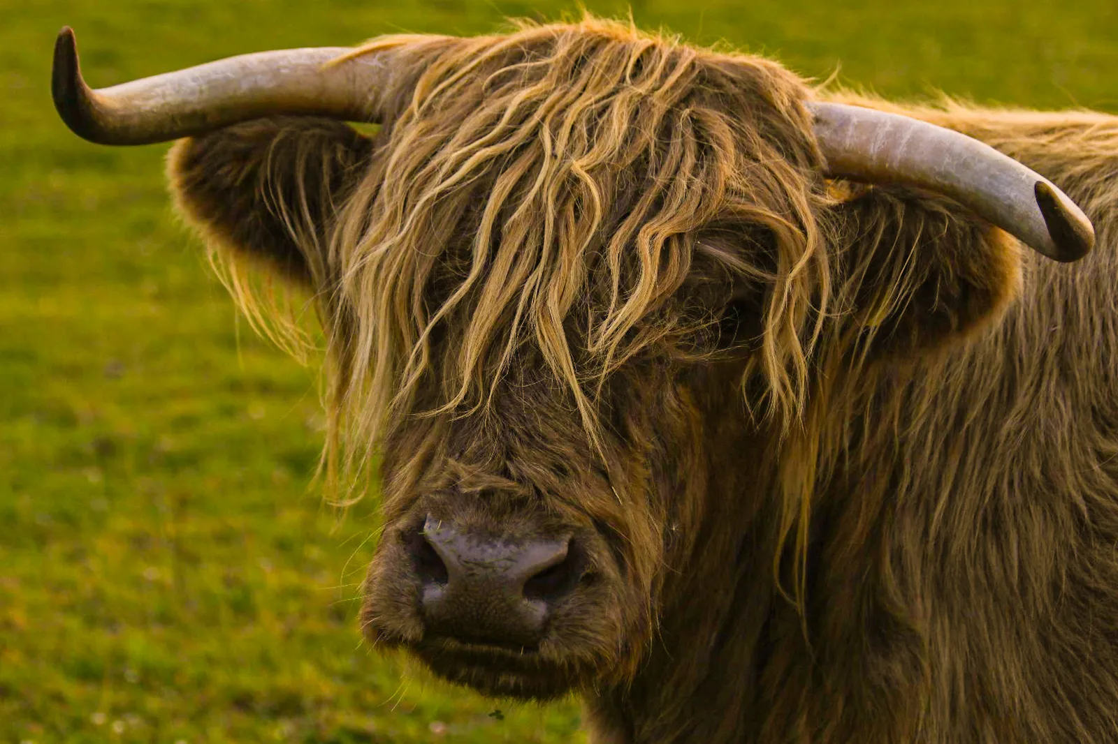 Shaggy stare