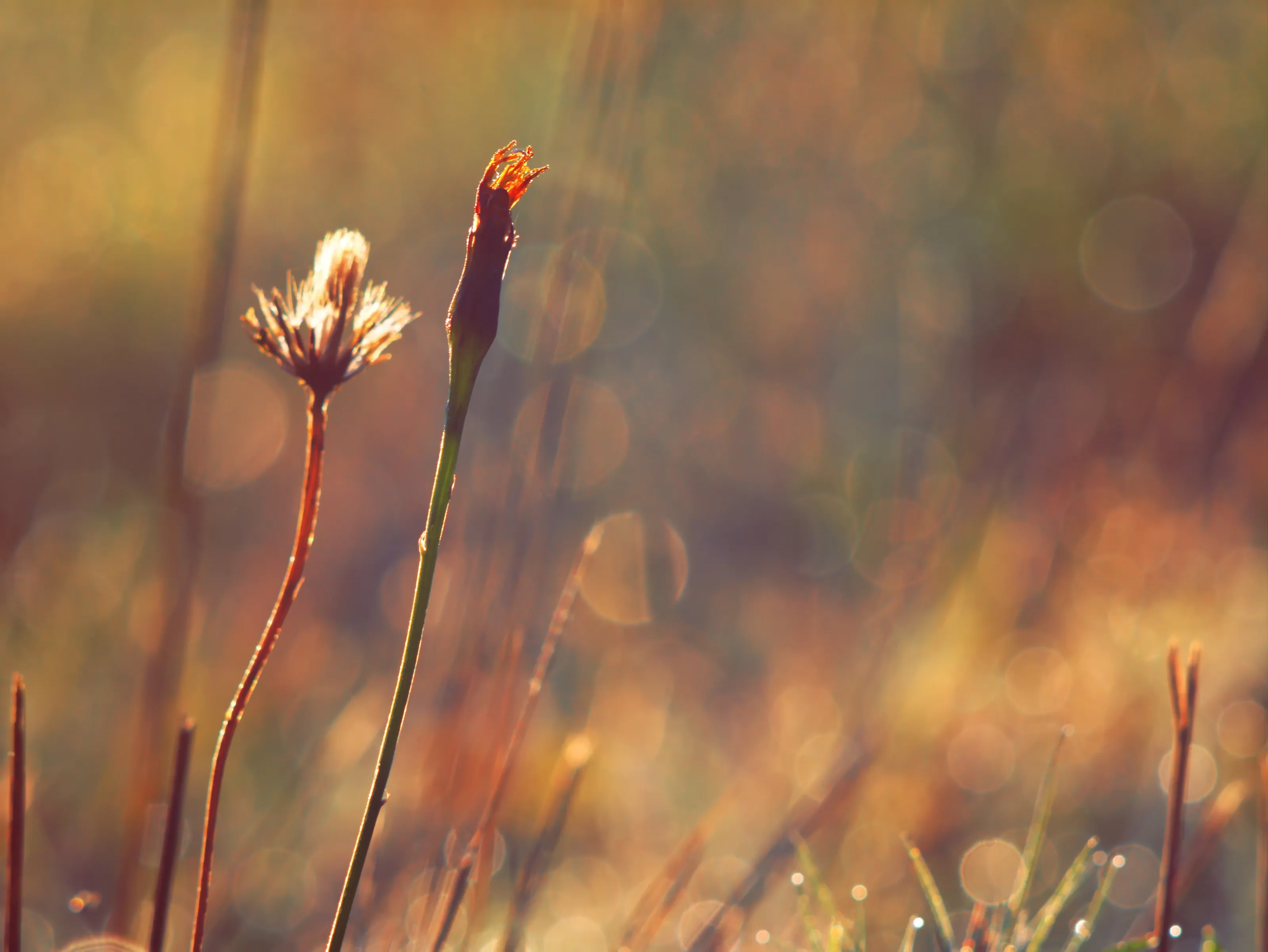 Autumn mood