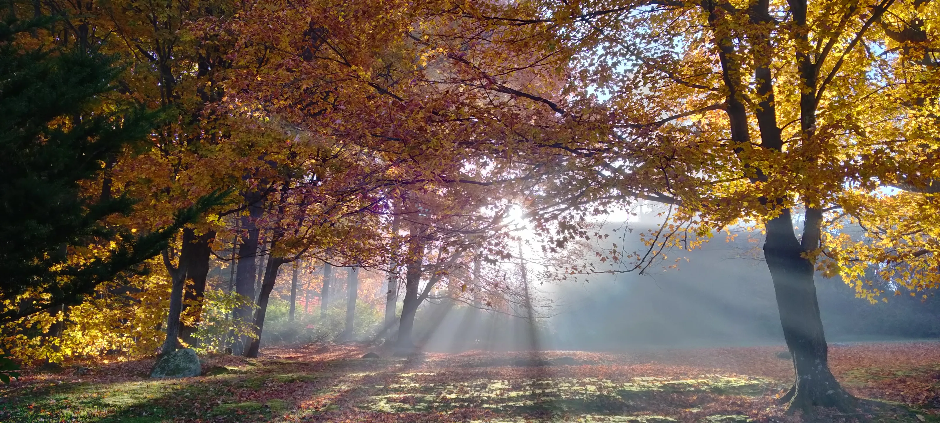 Autumn Light