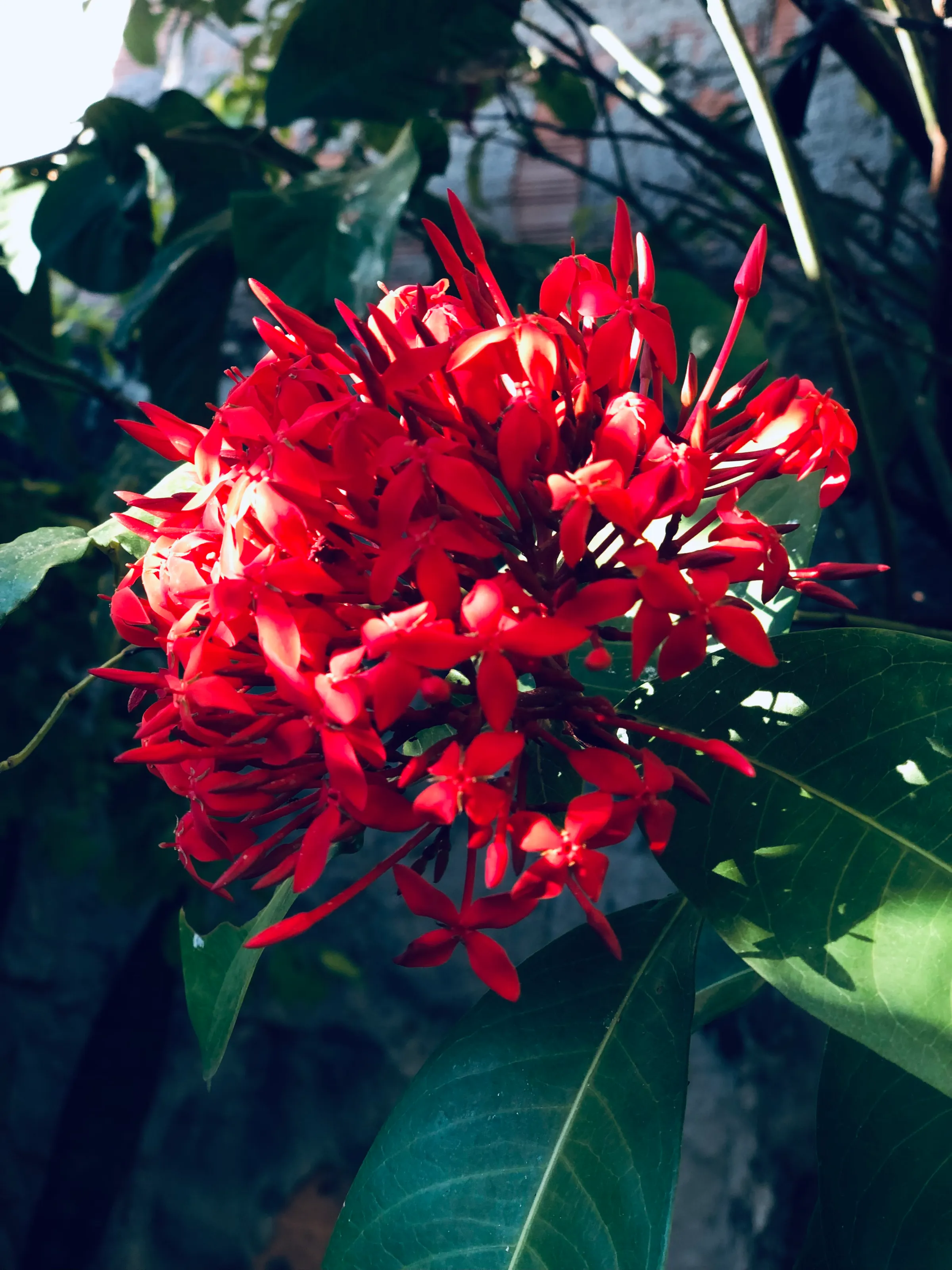 Planta Ixora