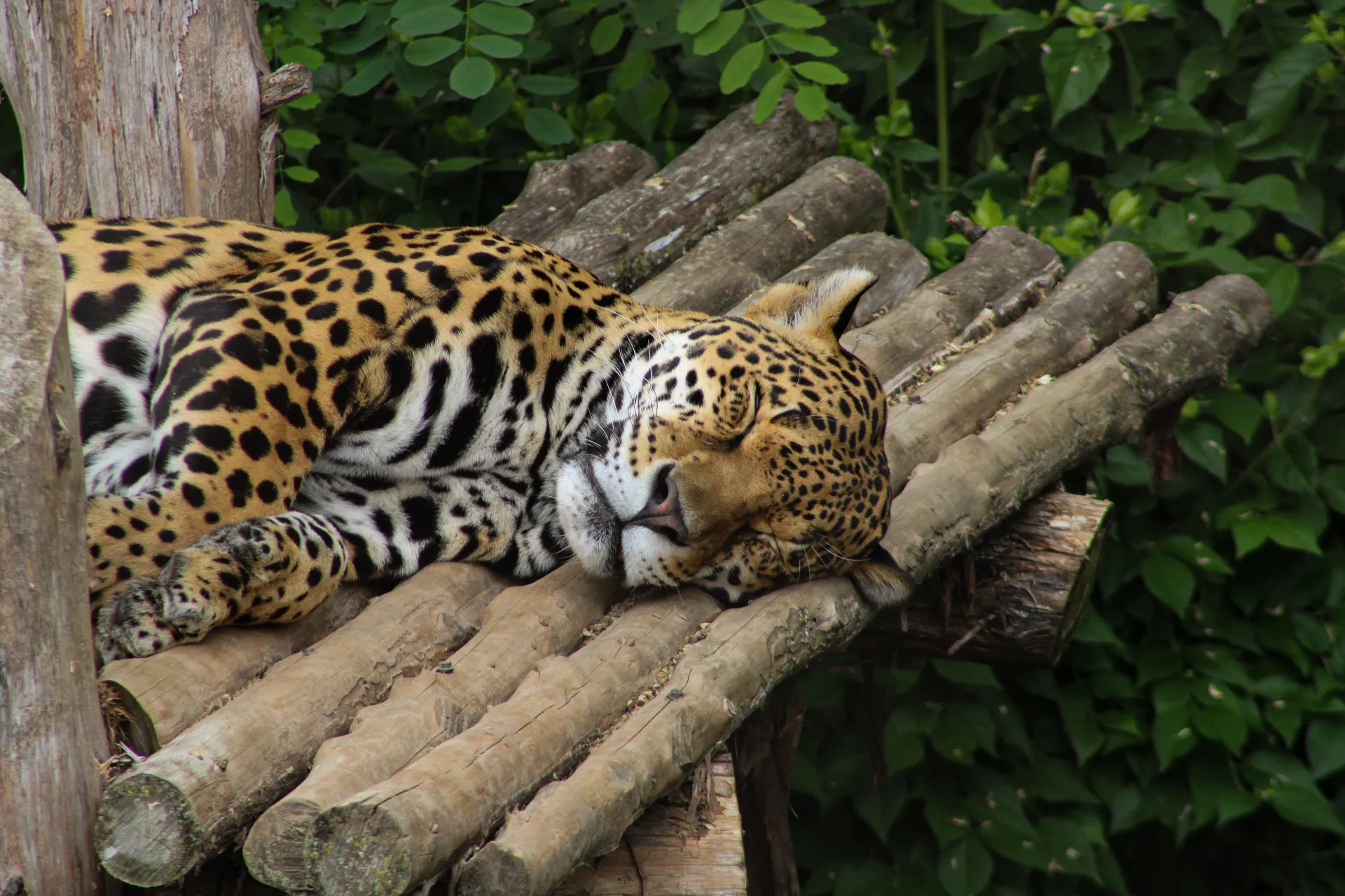 Sleeping leopard
