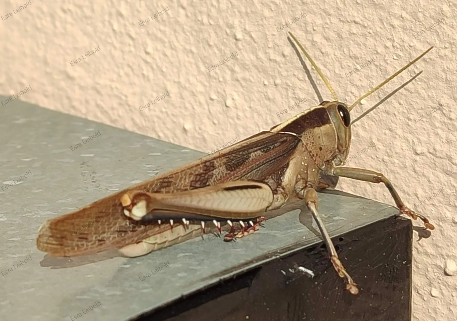 Hopper