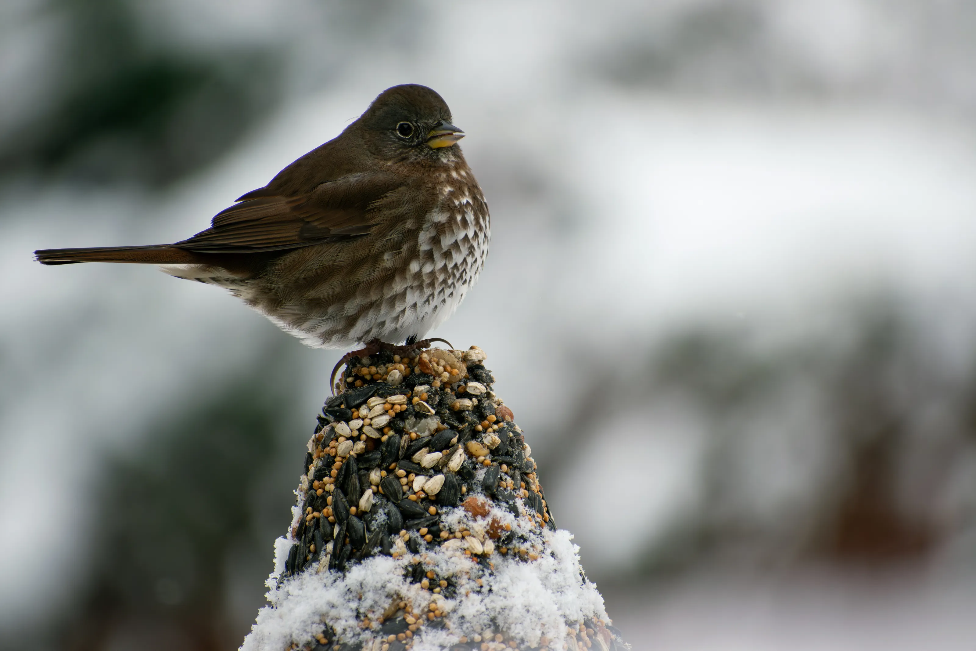 Snow Bird