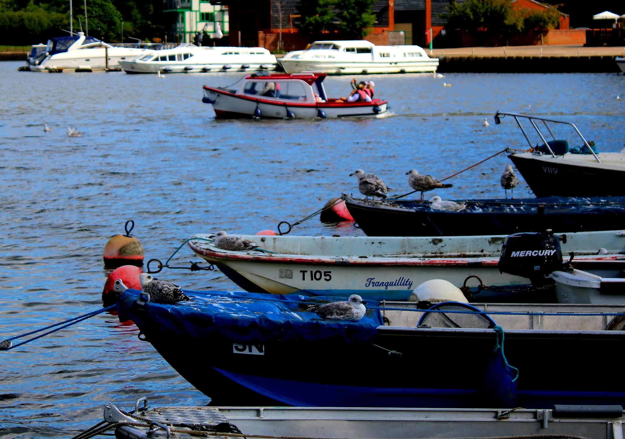 Gulls on the broads