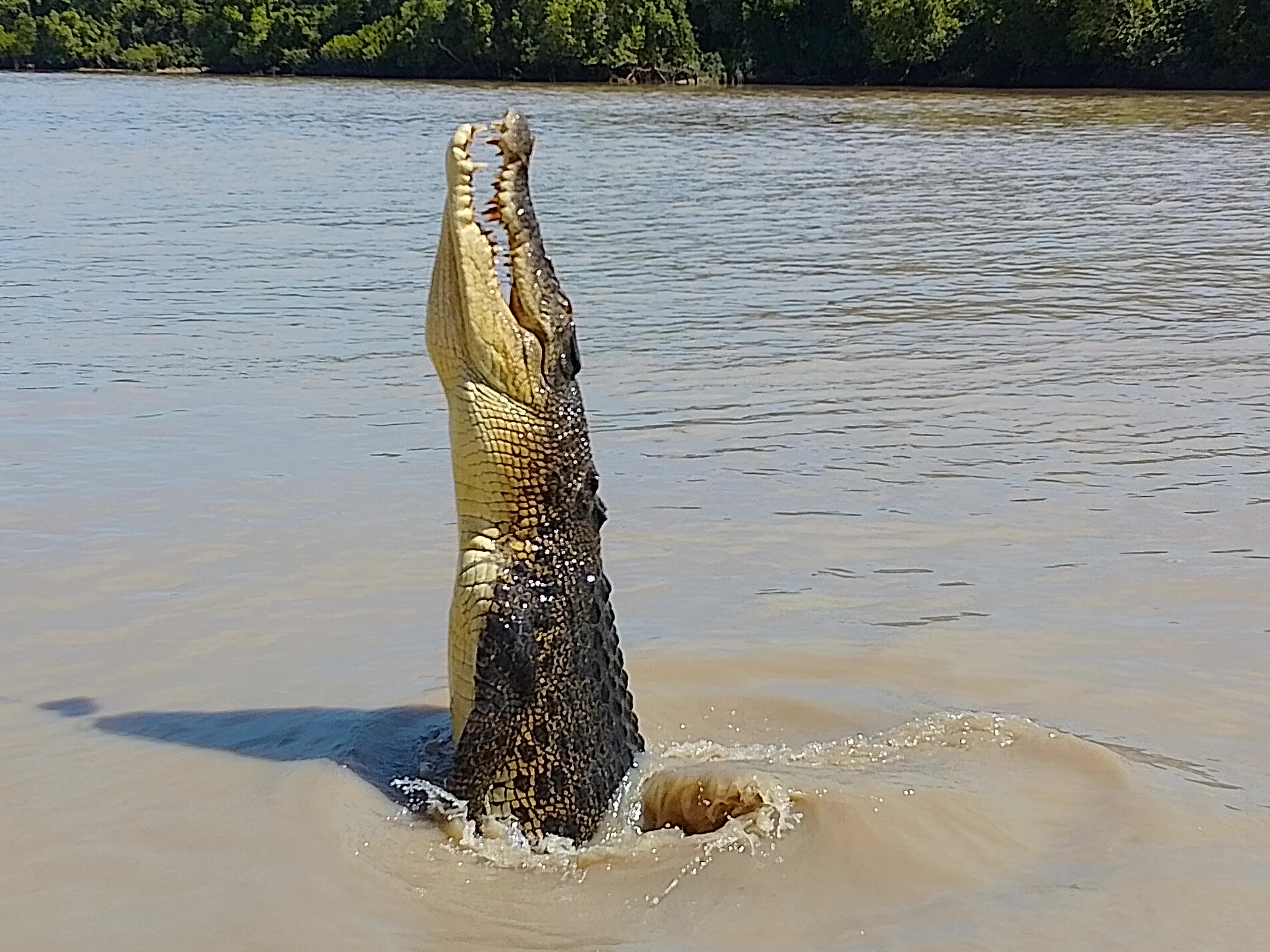 Jumping croc