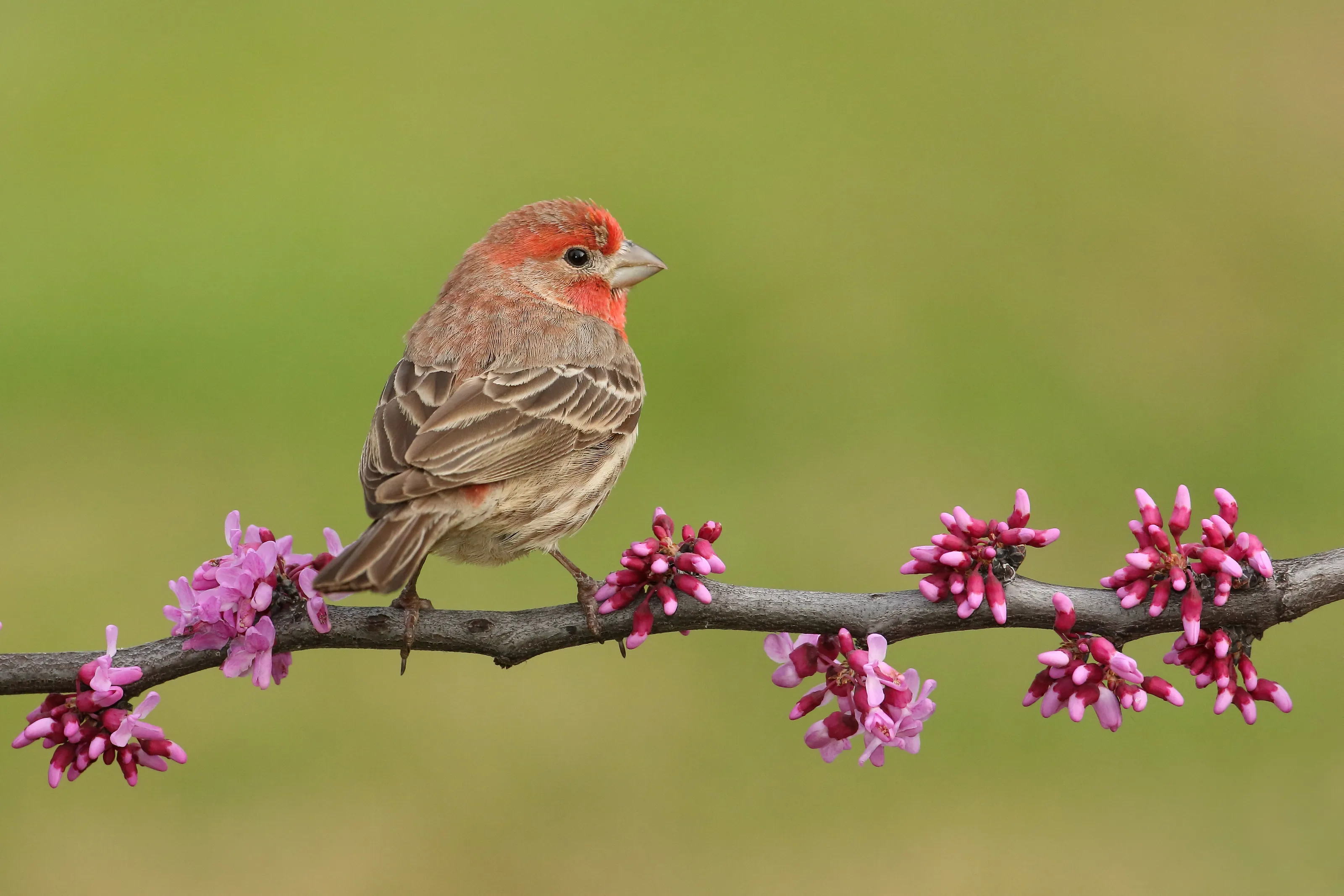 House Finch on a blooming Redbud Tree