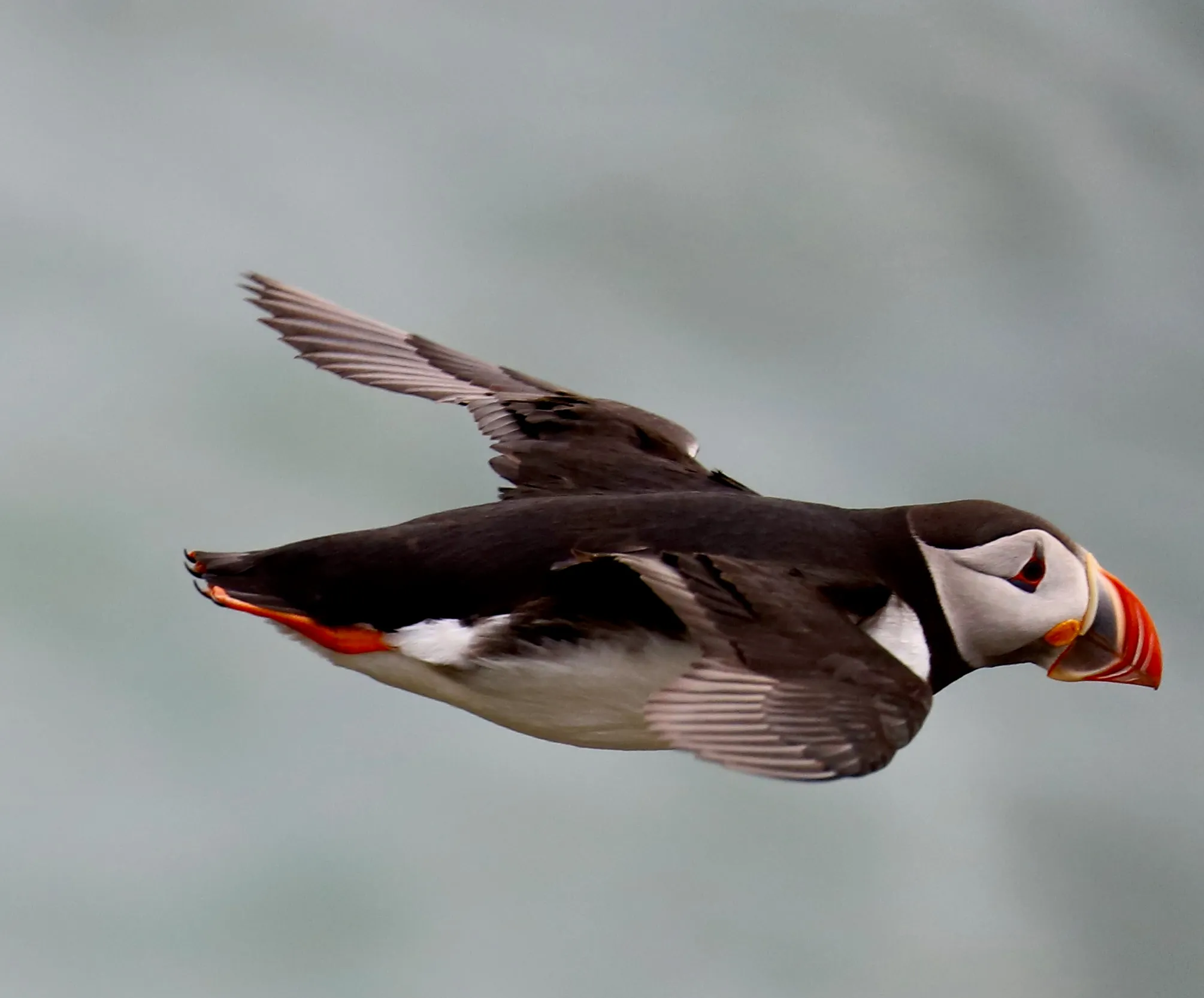 Puffins