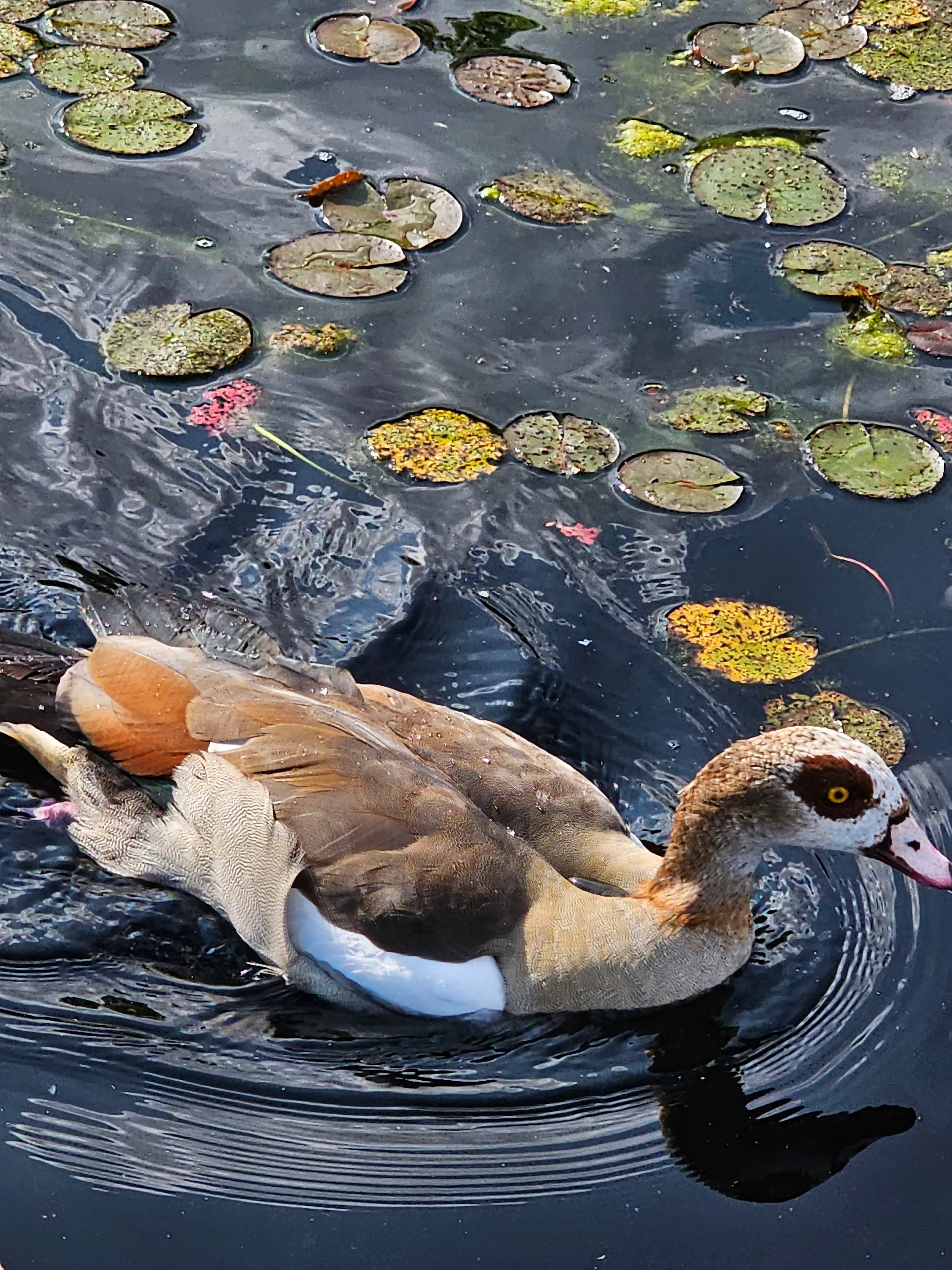 Duckie