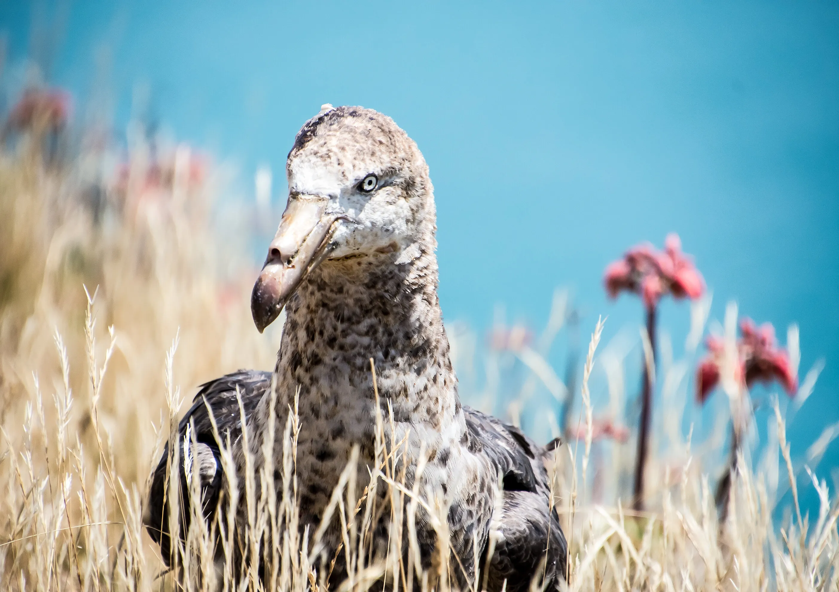 Norther Giant Petrel release