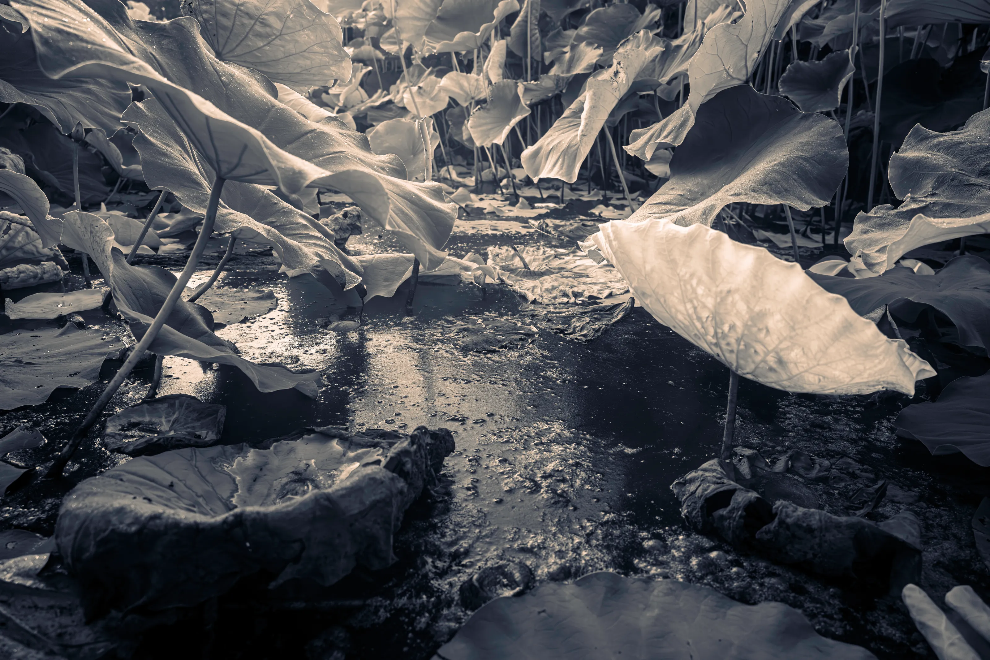 Life and Death