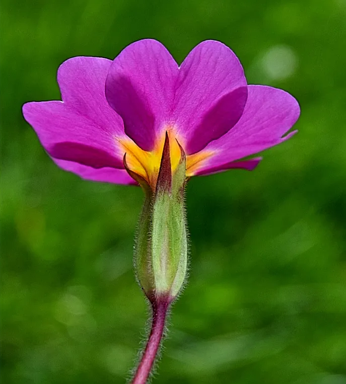 Purple flower