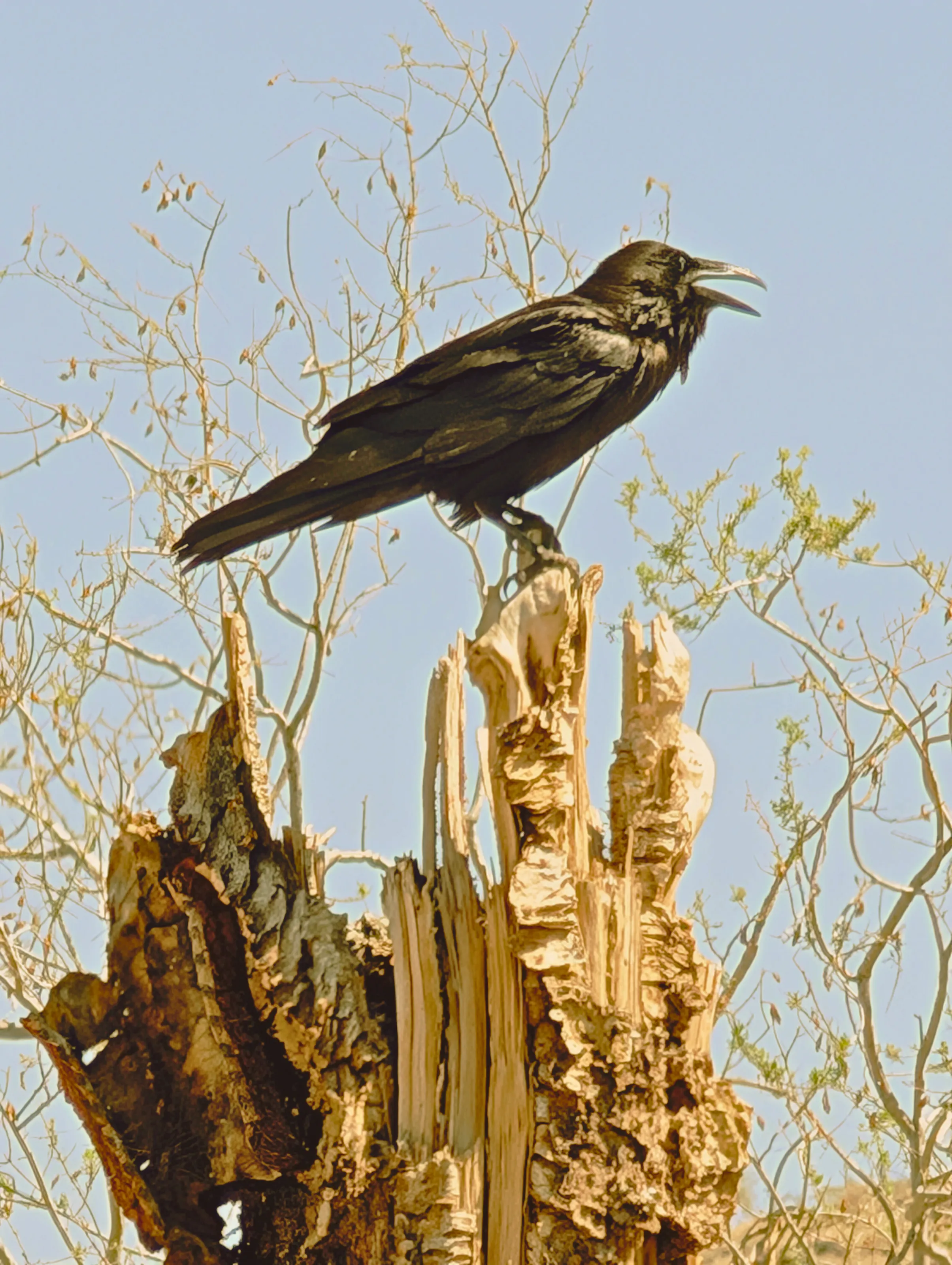 Raven's Call