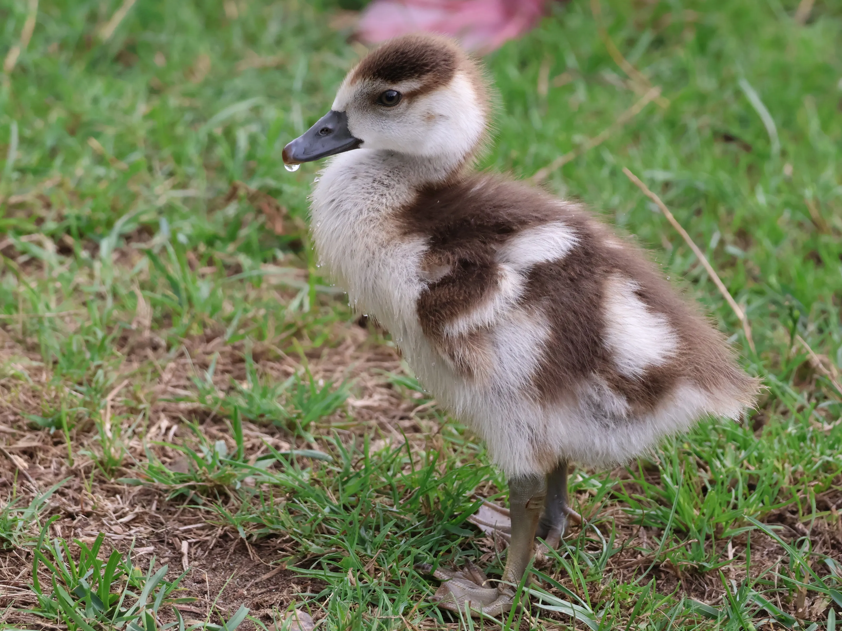 Duckling 🐥