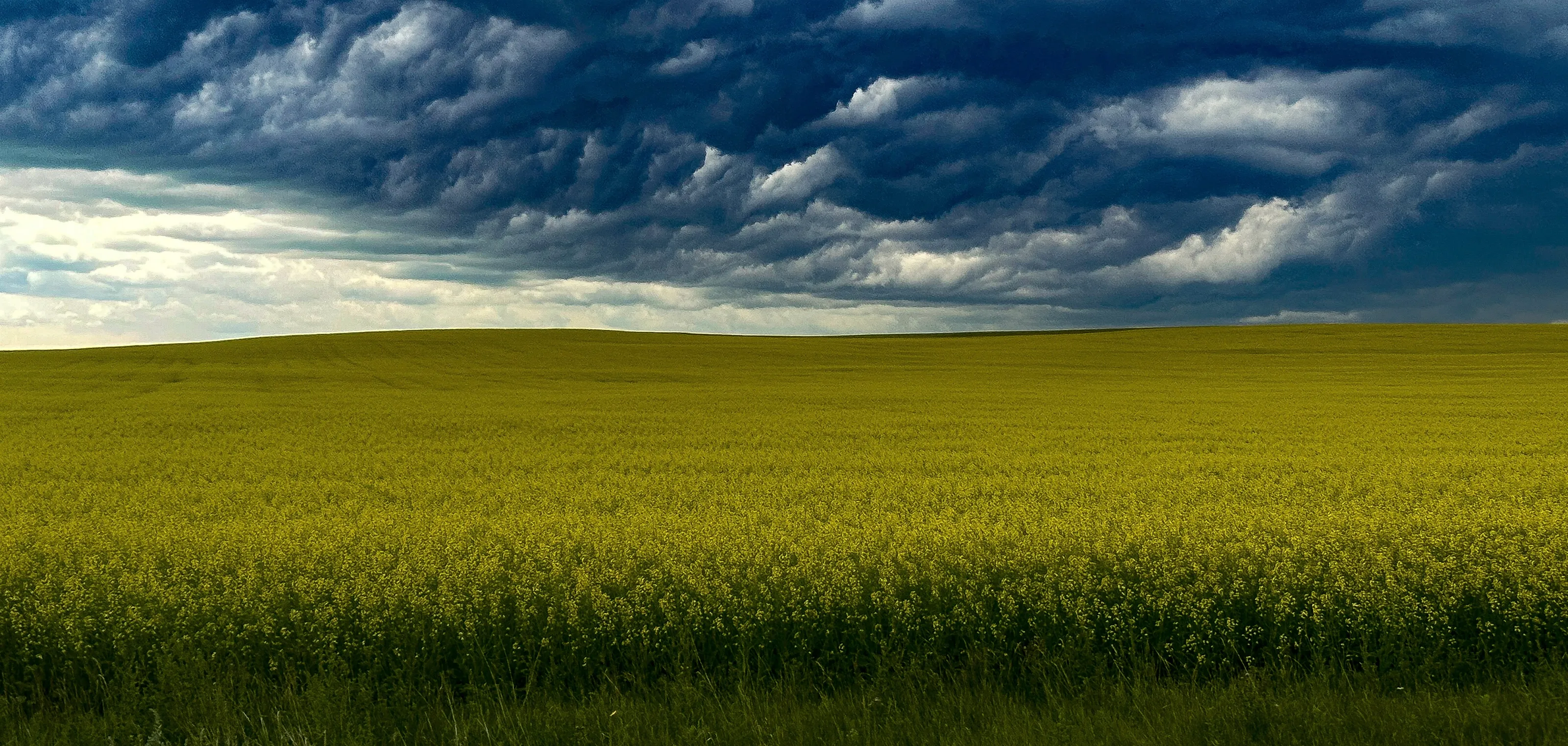 Conola and Rapeseed Fields (in colour)