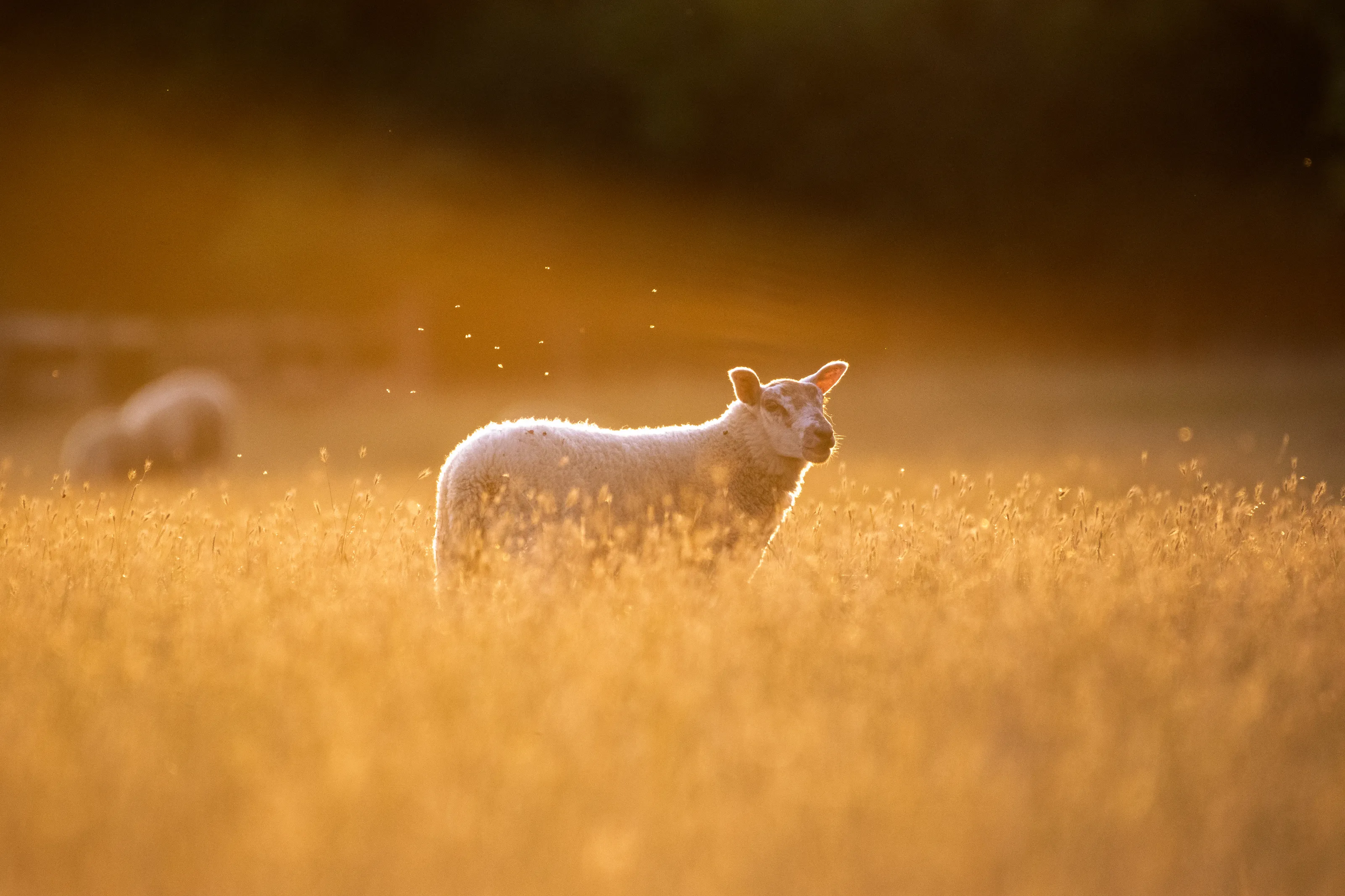 Touched by Gold: The Sheep Beneath the Dying Light