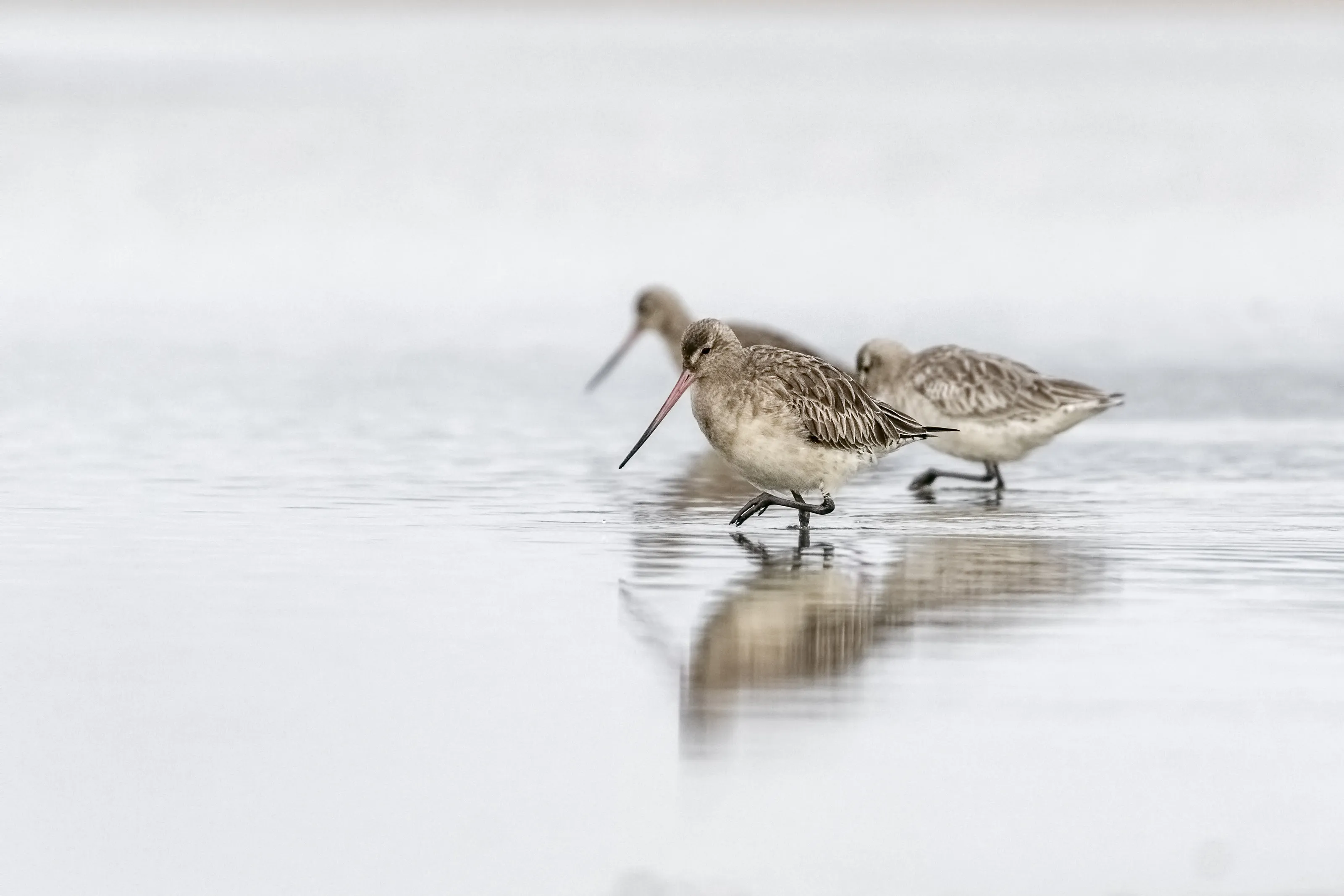 Godwits in the mist