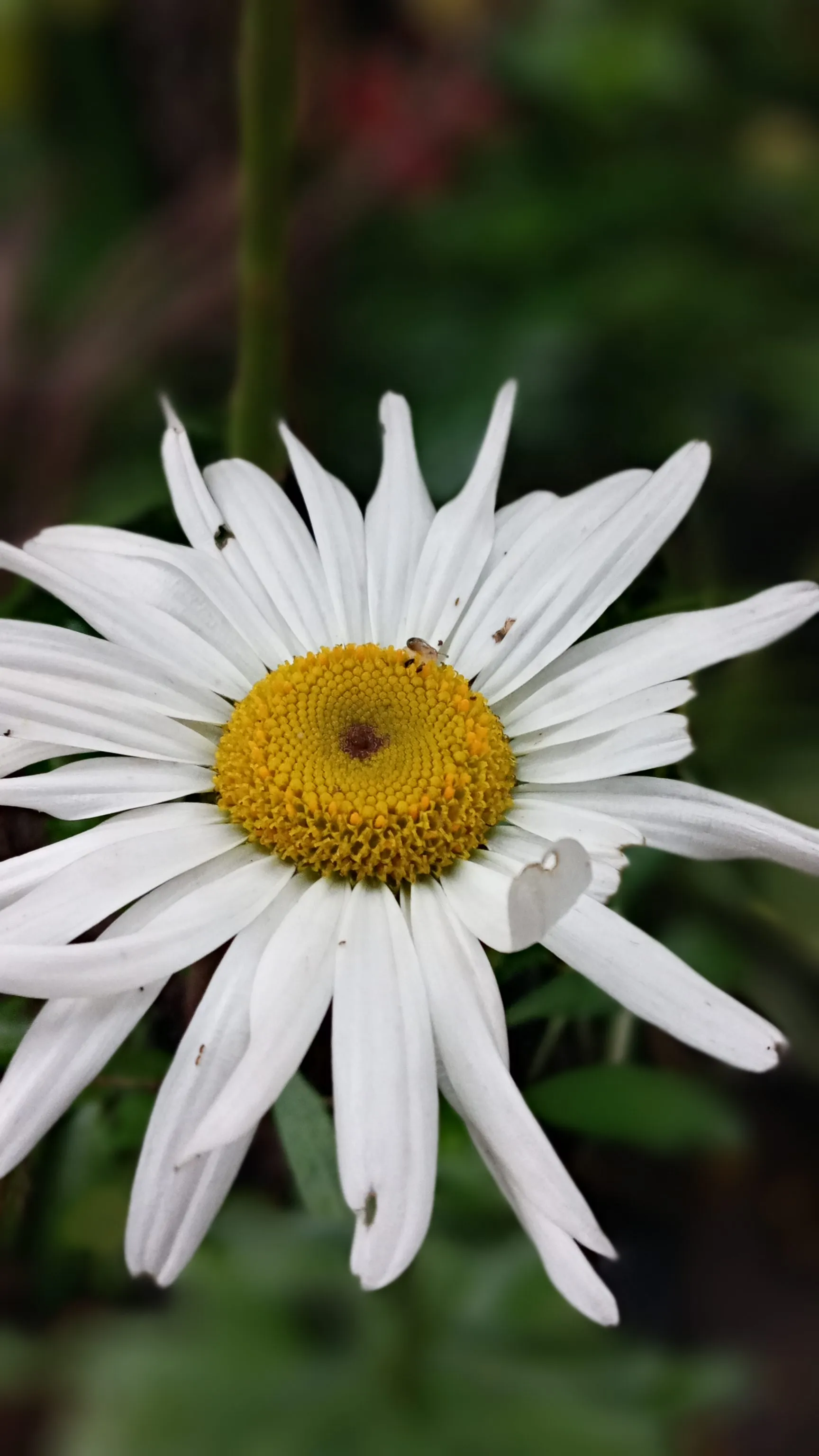 Sun in bloom