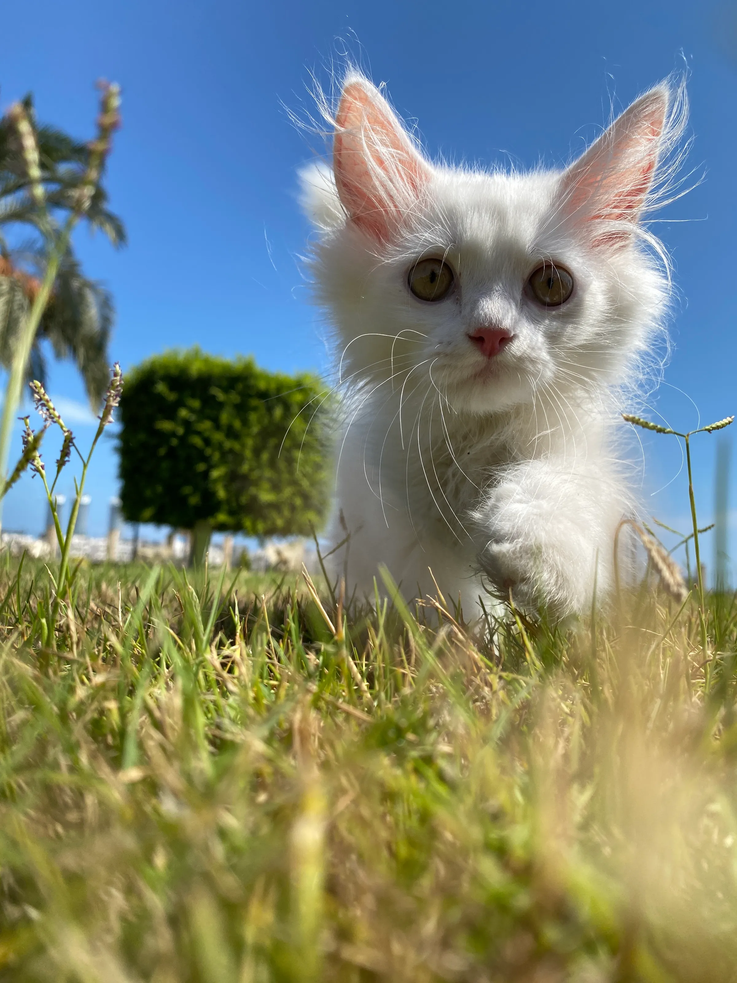 Kutu