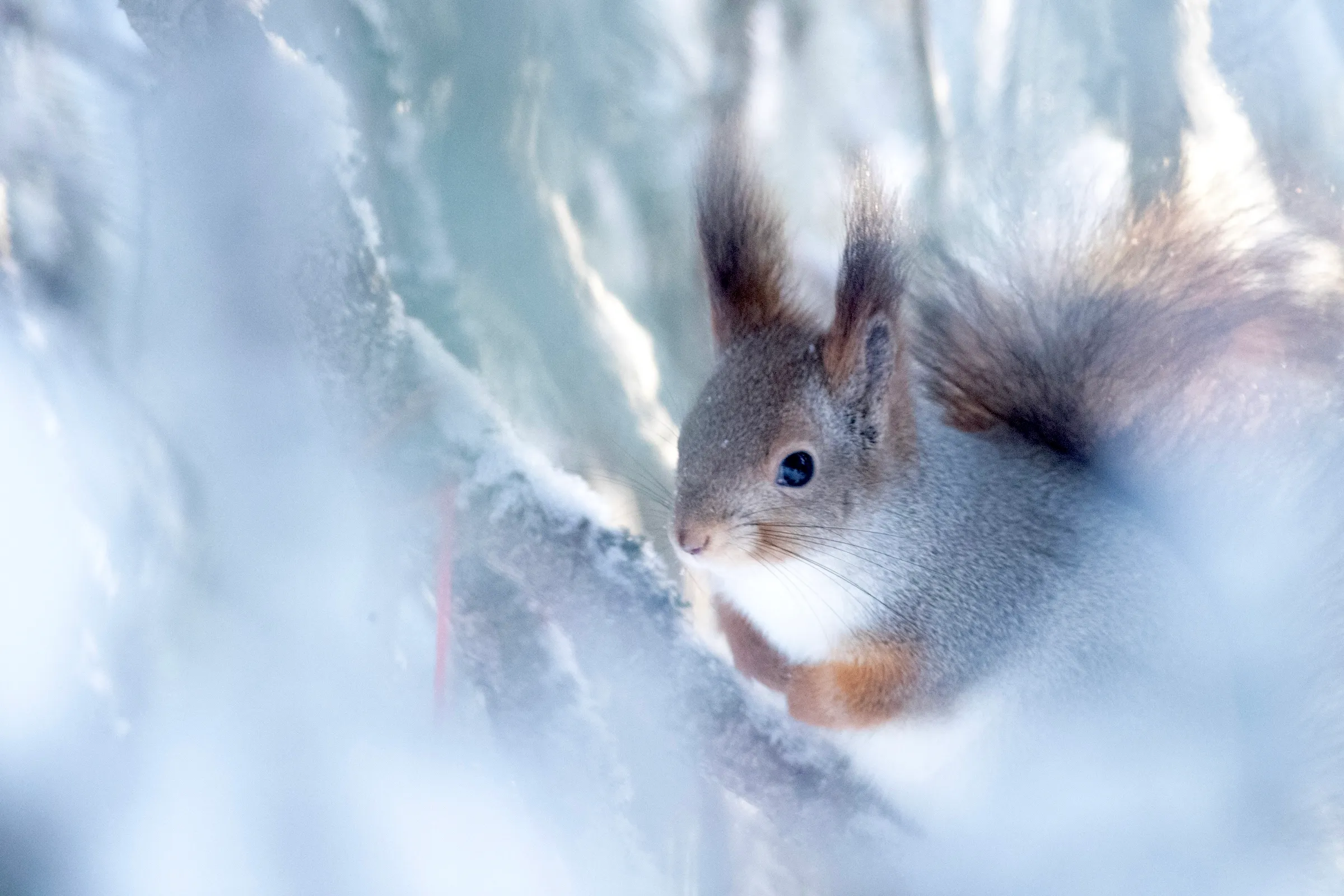 Squirrel