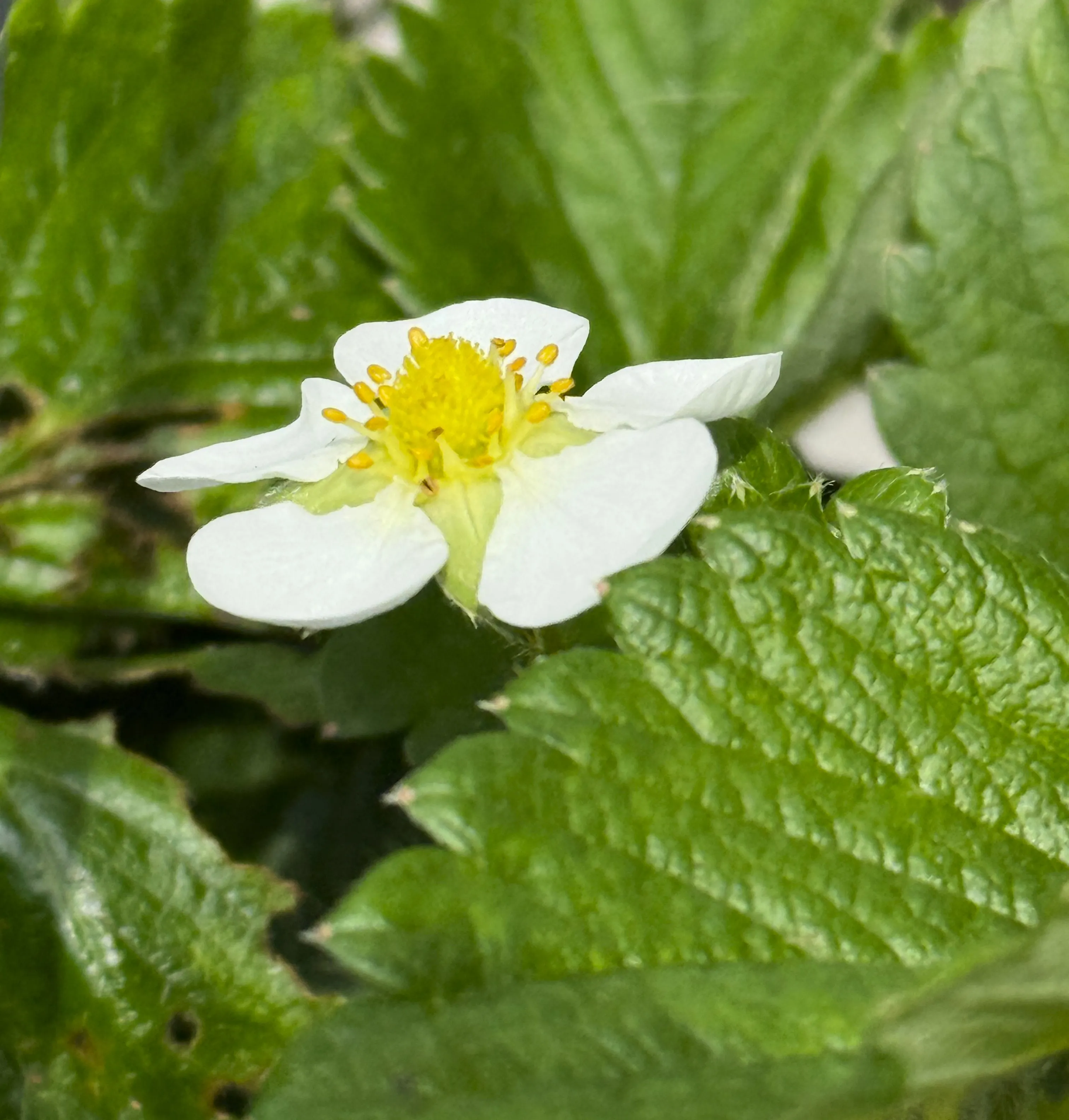 Flowers of Fruits and Vegetables