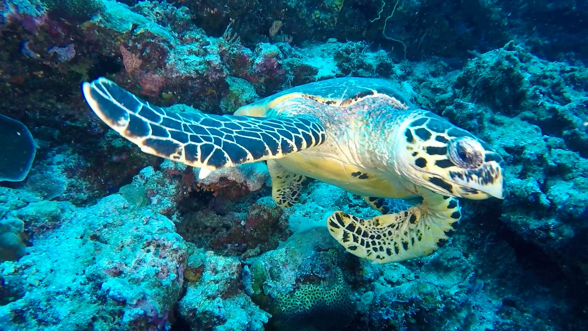 Turtles and Terrapins (no tortoises)