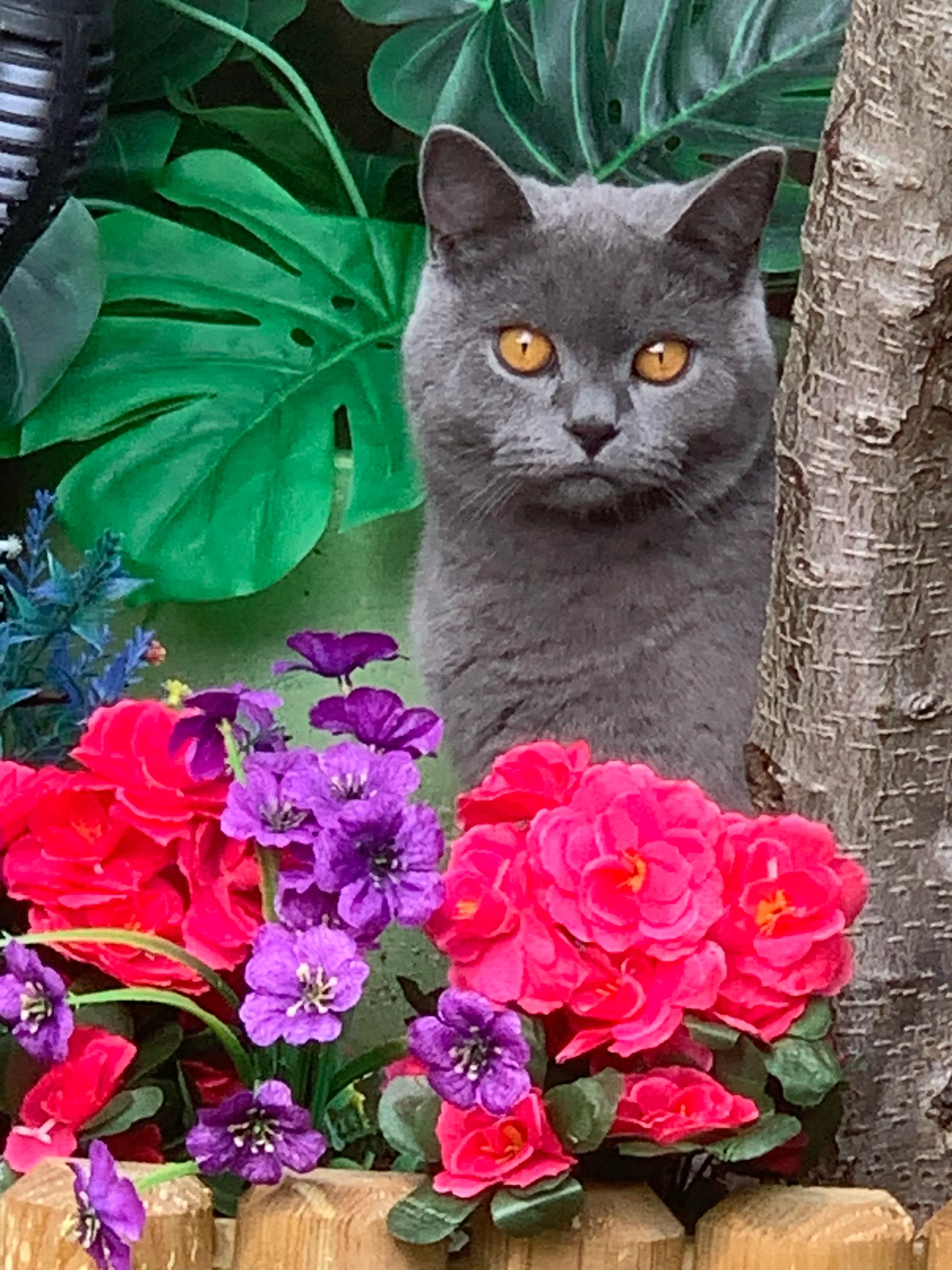 Cat amongst the flowers