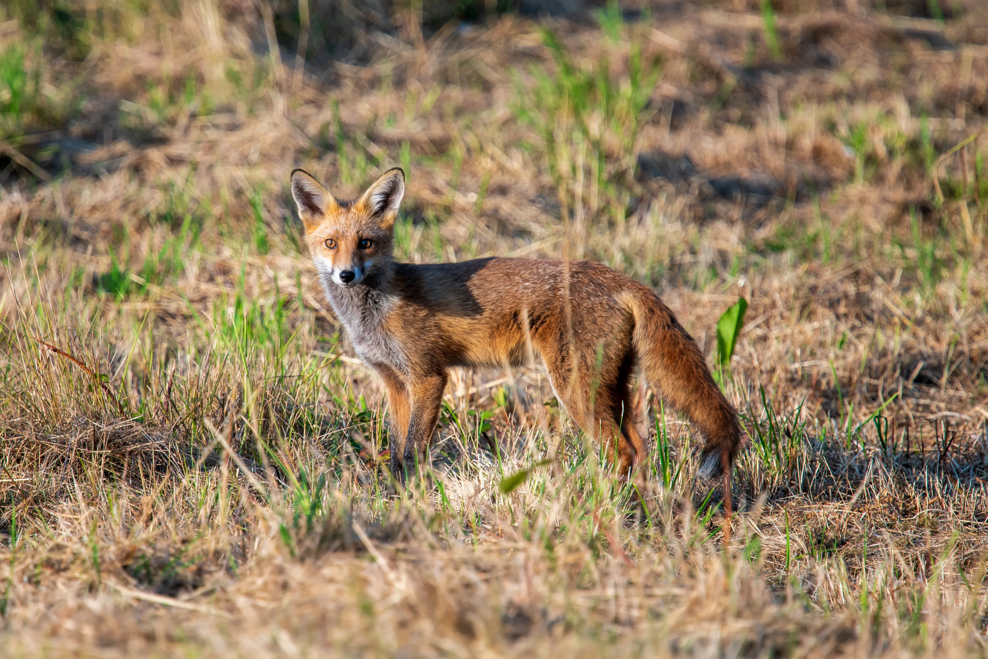 Foxes