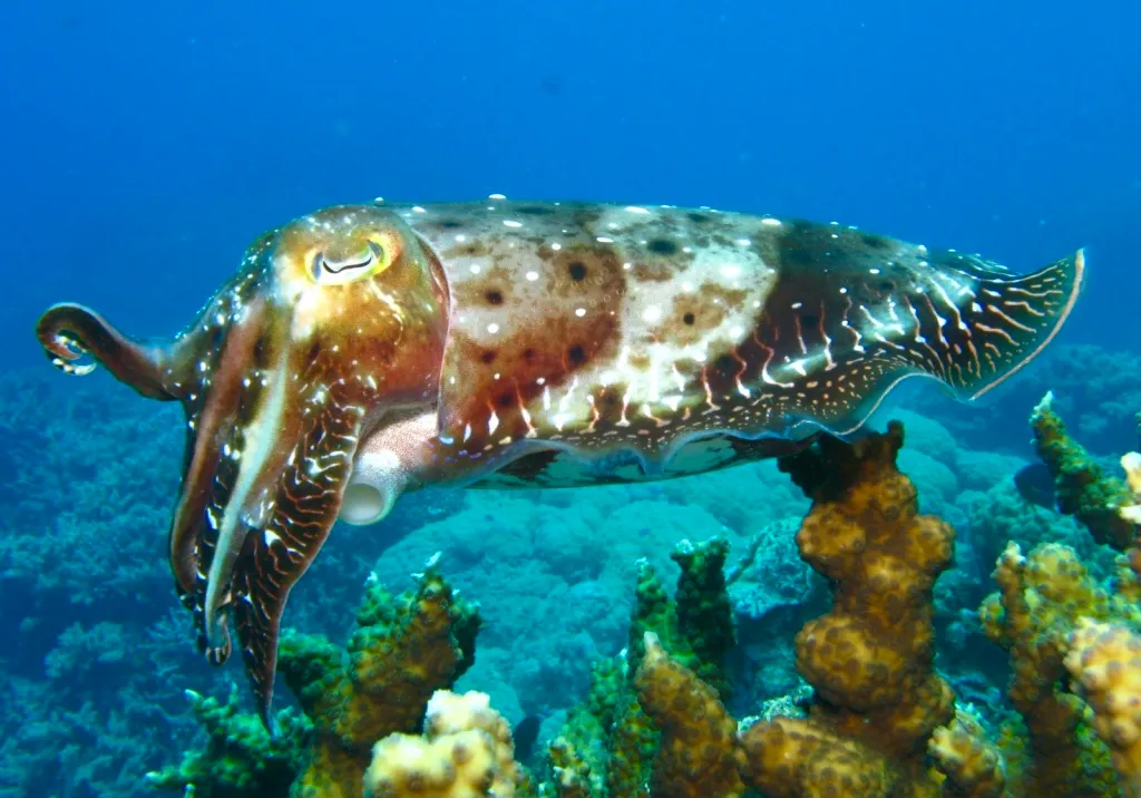 Living Octopus, Squid, Cuttlefish and Nautilus