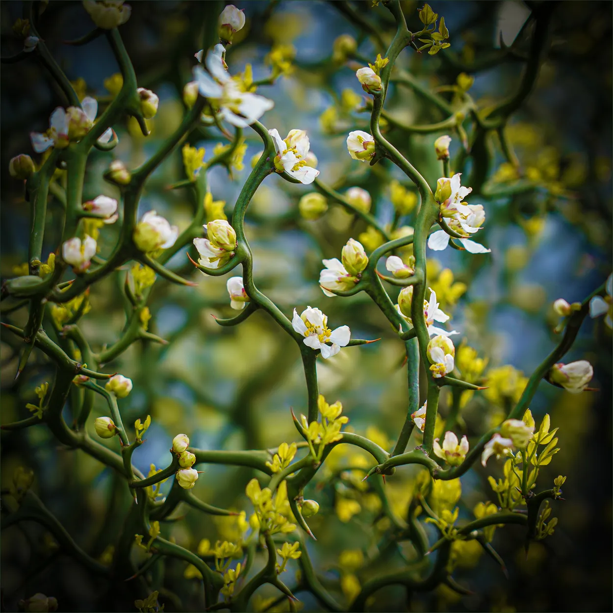 Thorns & Blooms