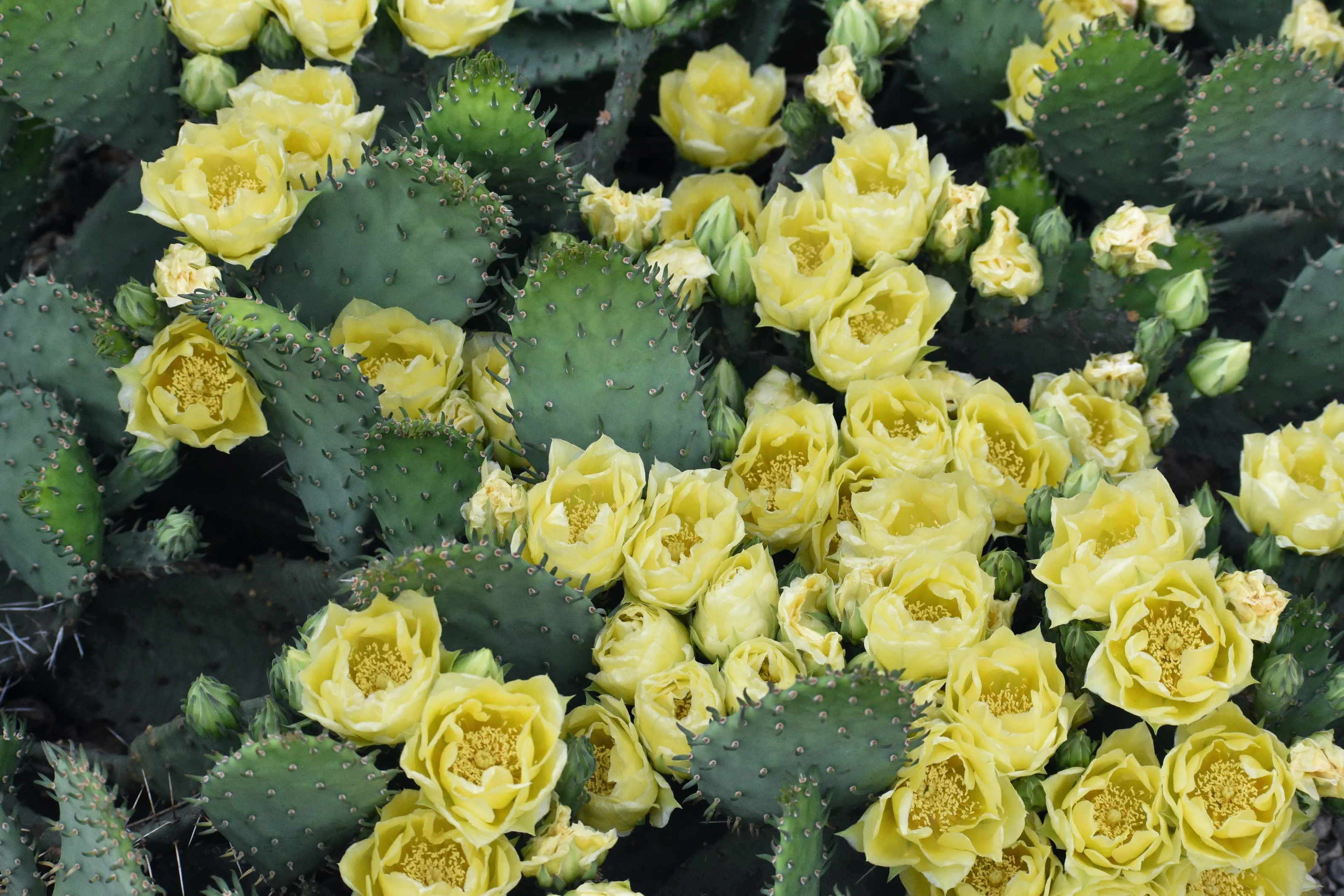 Cacti