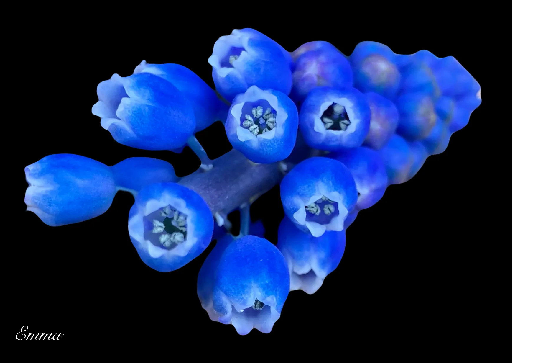 Muscari memories…