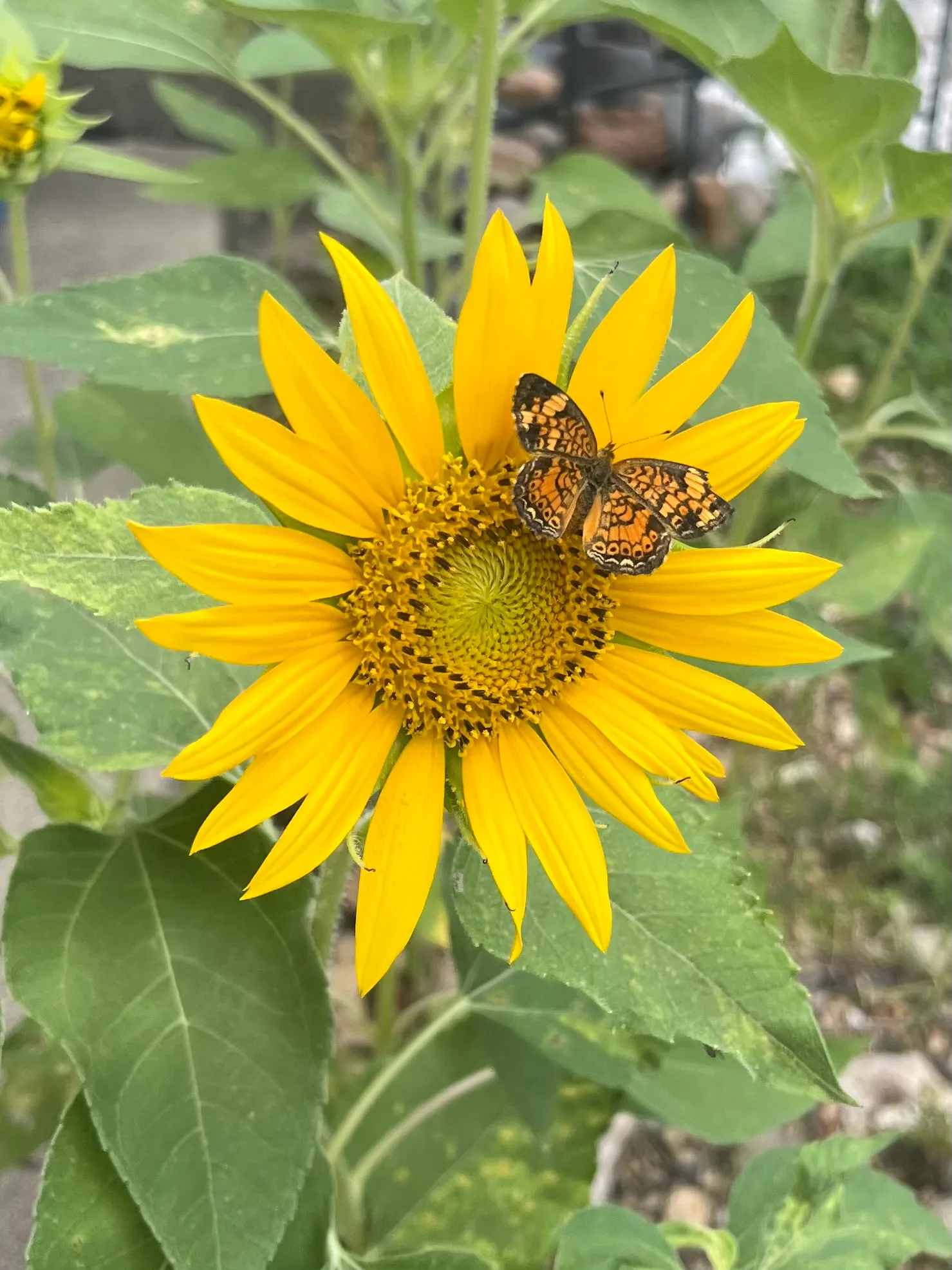 Butterfly please don’t go