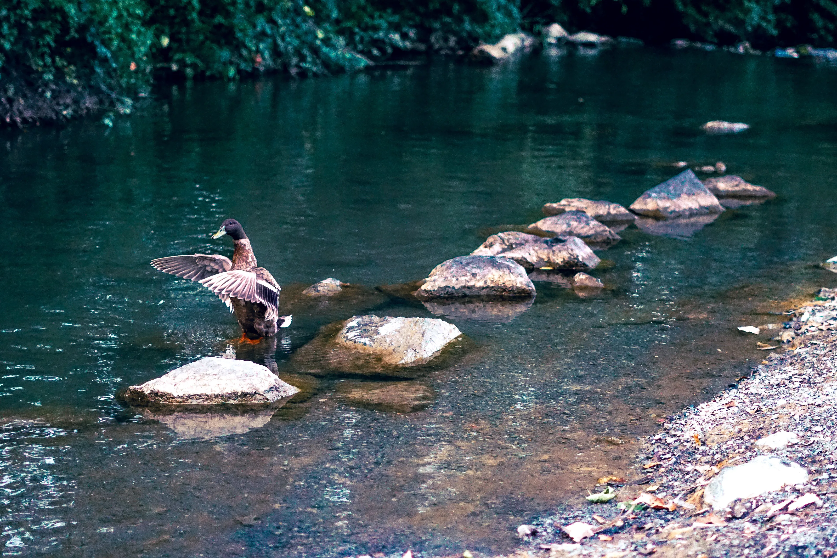 Outgoing Duck