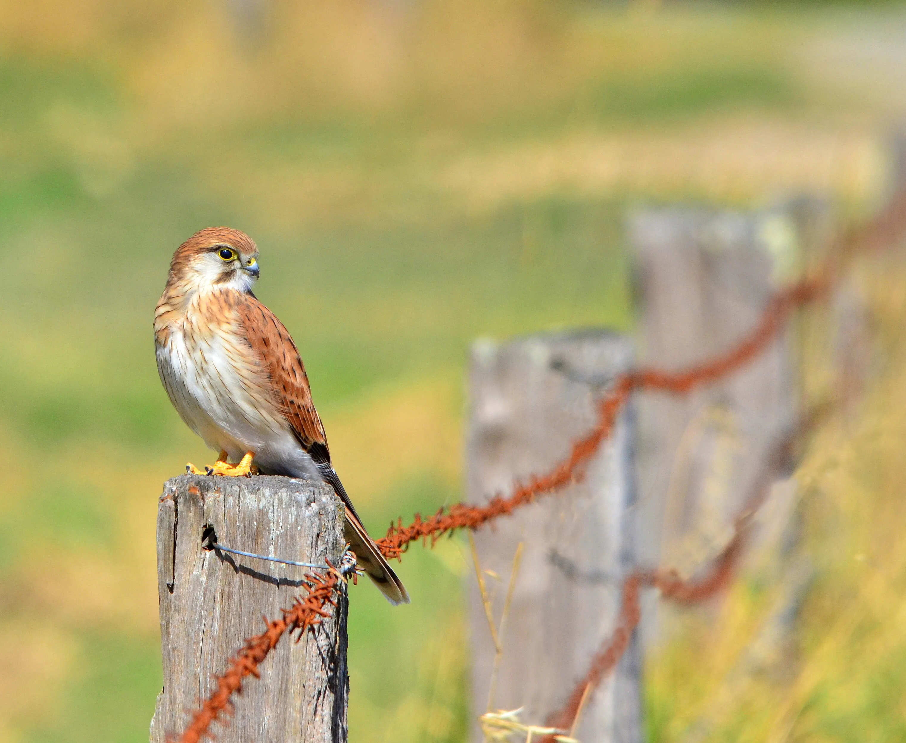 The Kestrel